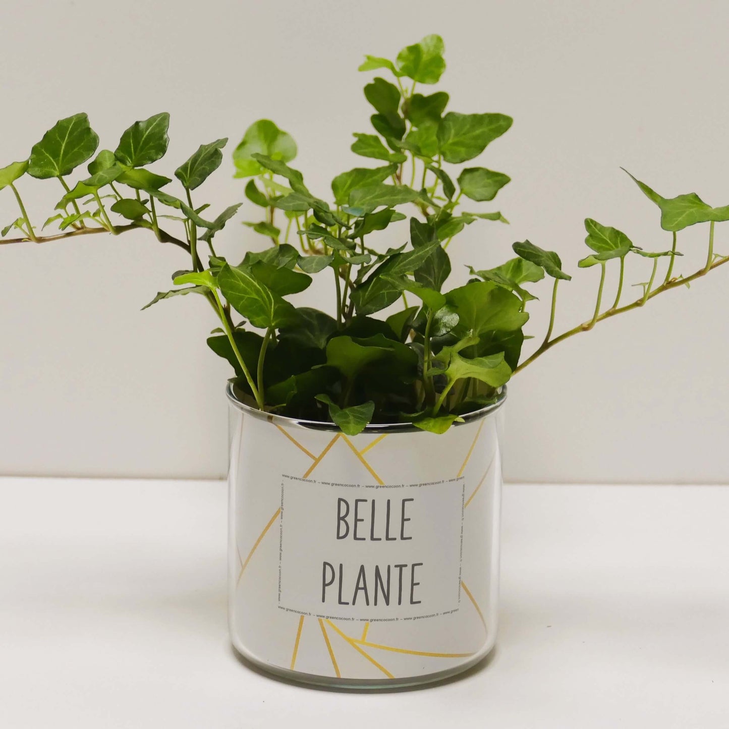 Pot Belle plante et sa plante
