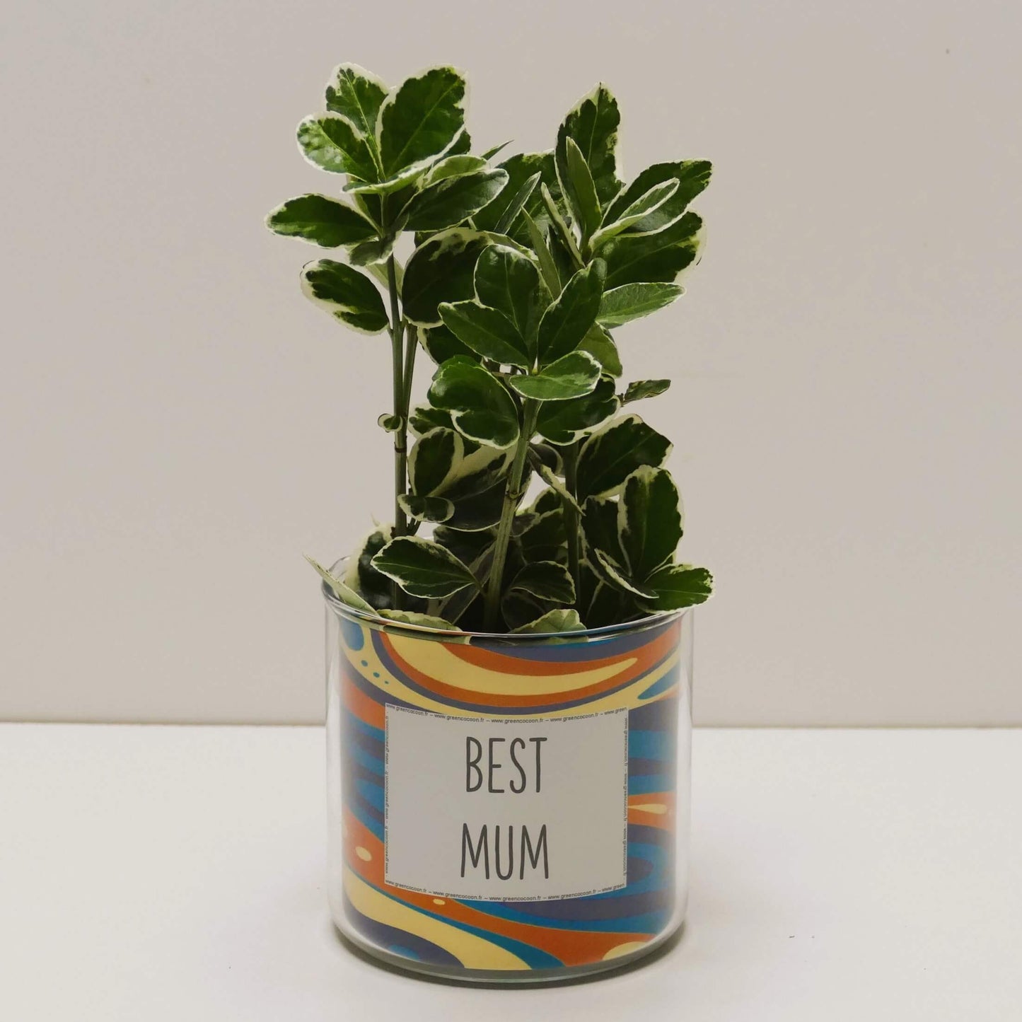 Pot Best Mum et sa plante