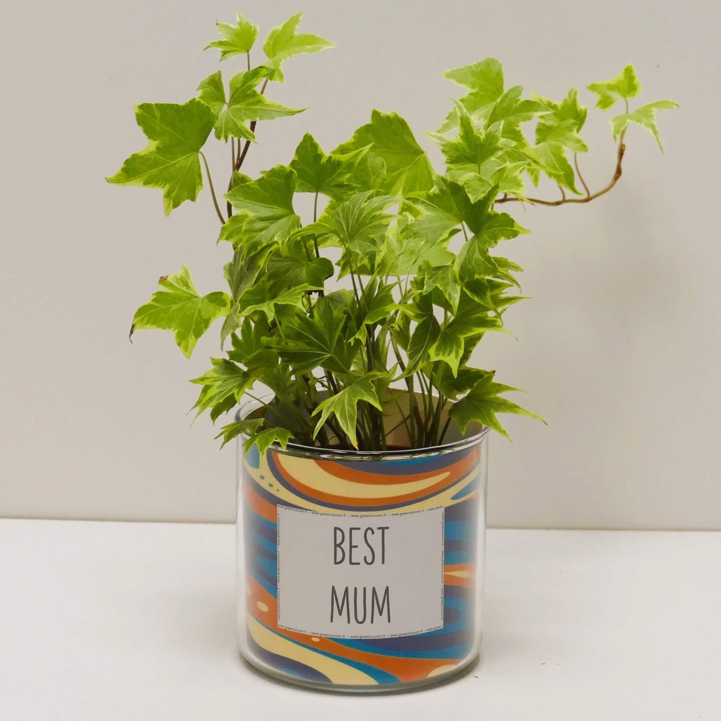 Pot Best Mum et sa plante