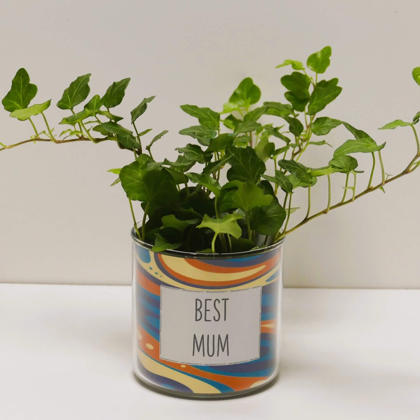 Pot Best Mum et sa plante