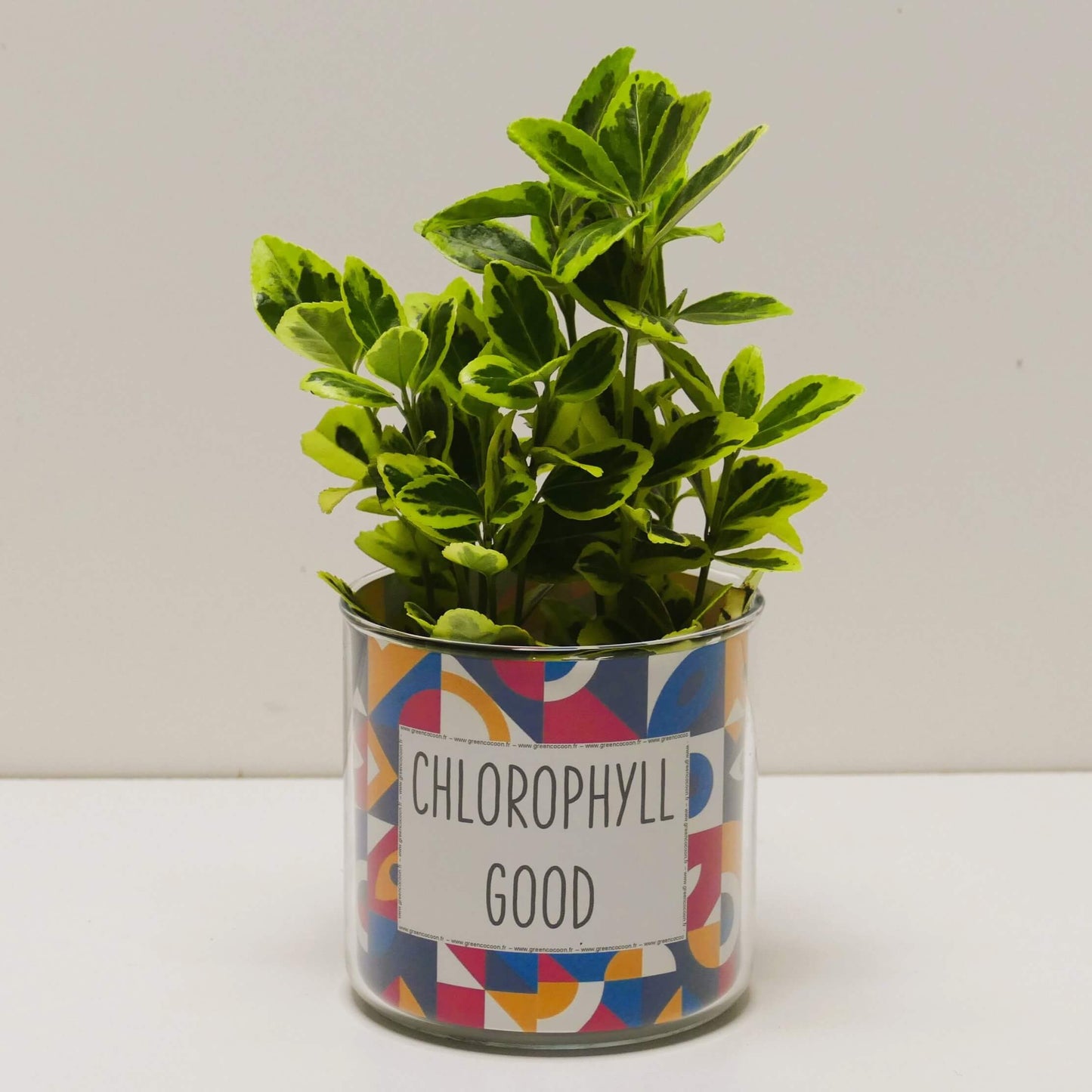 Pot Chlorophyll good et sa plante