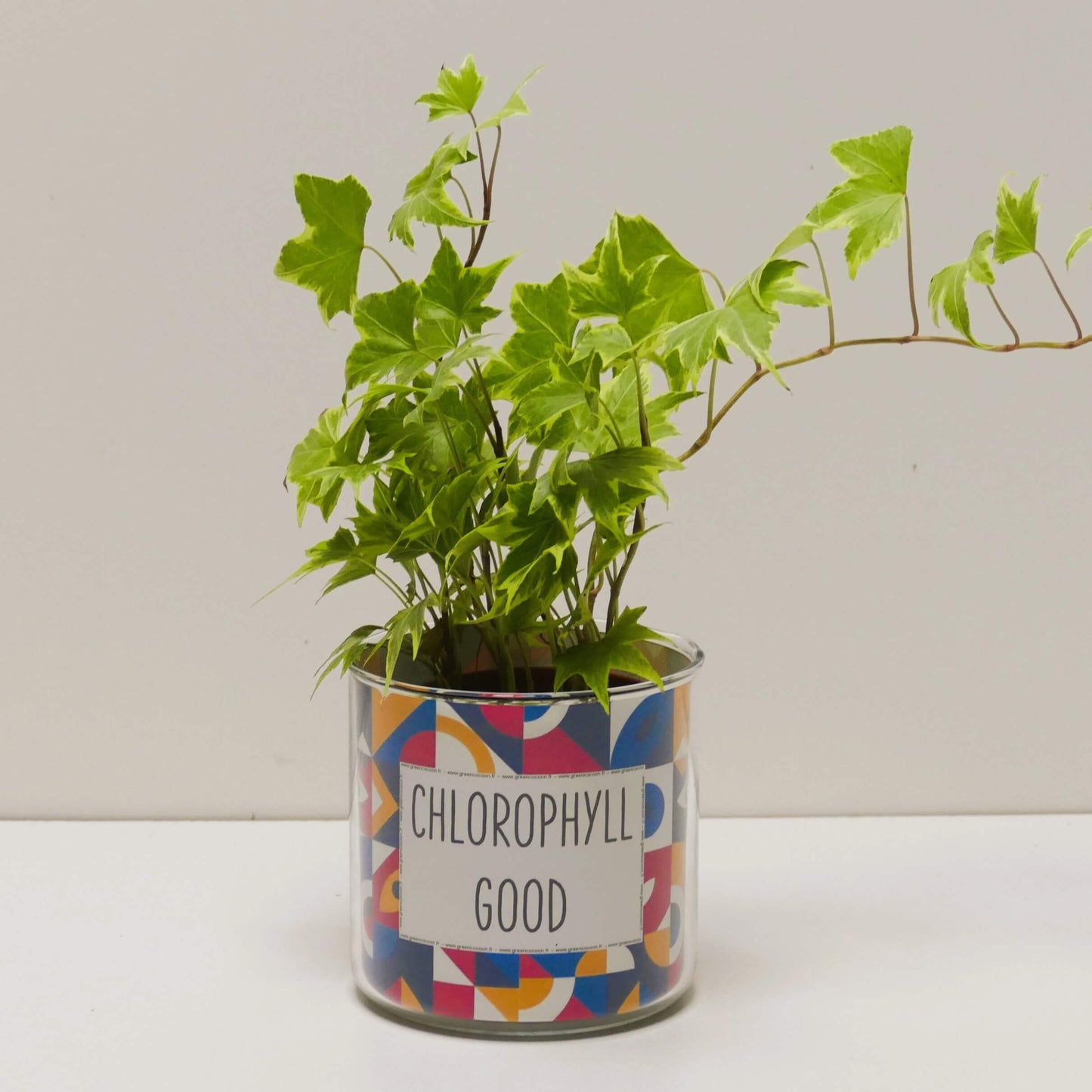 Pot Chlorophyll good et sa plante