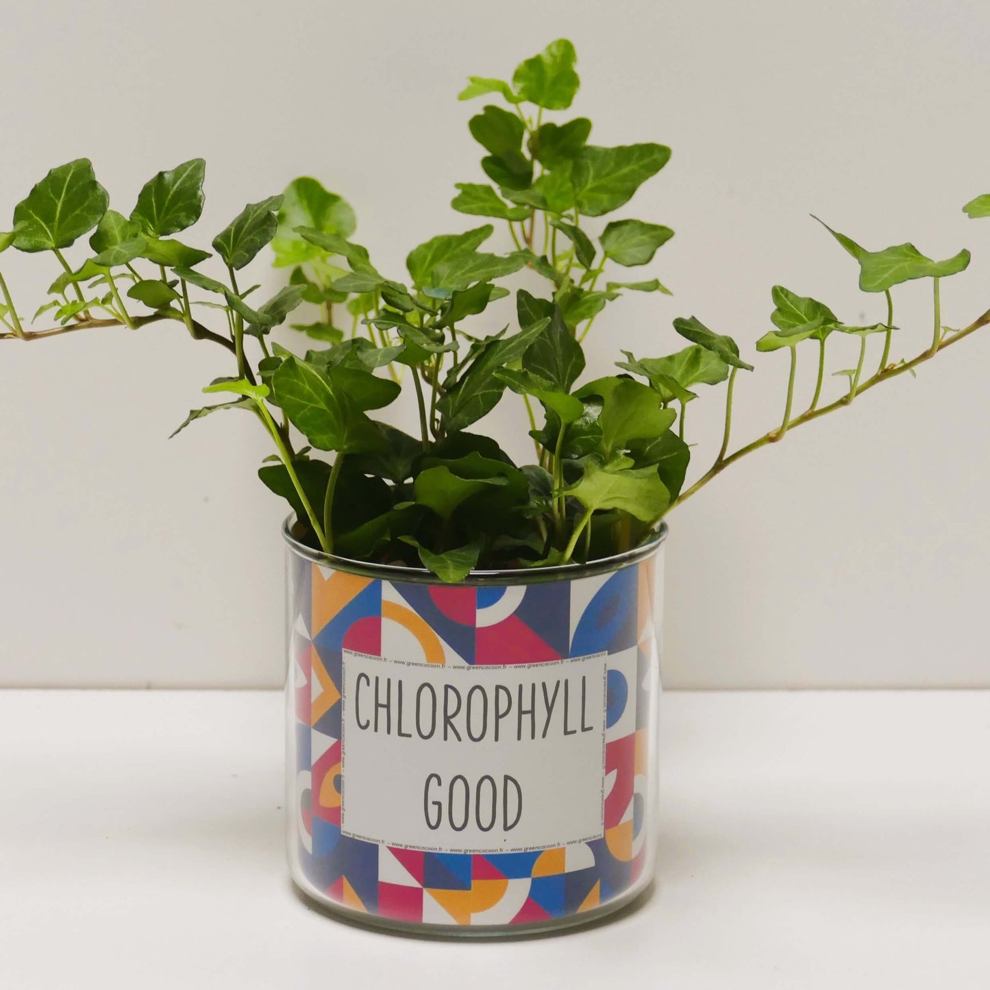 Pot Chlorophyll good et sa plante