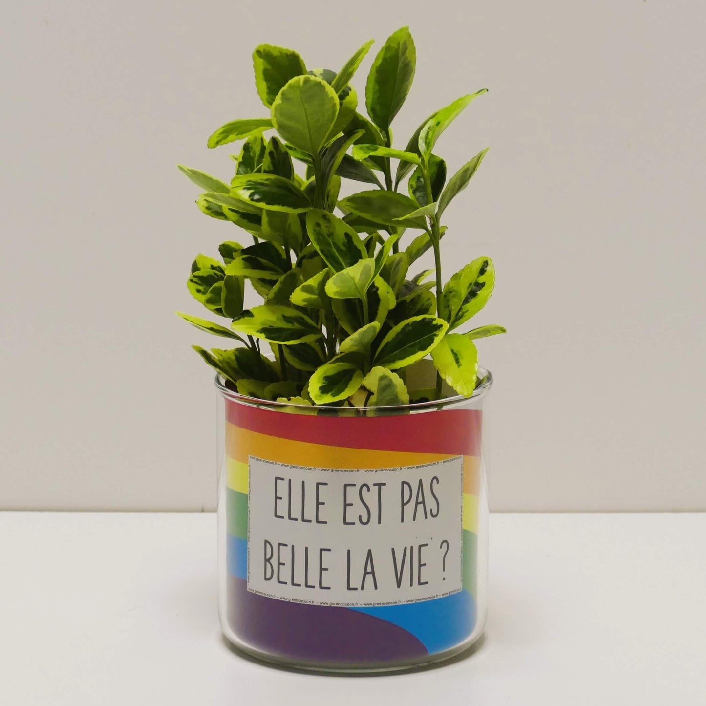 Pot Elle est pas belle la vie et sa plante