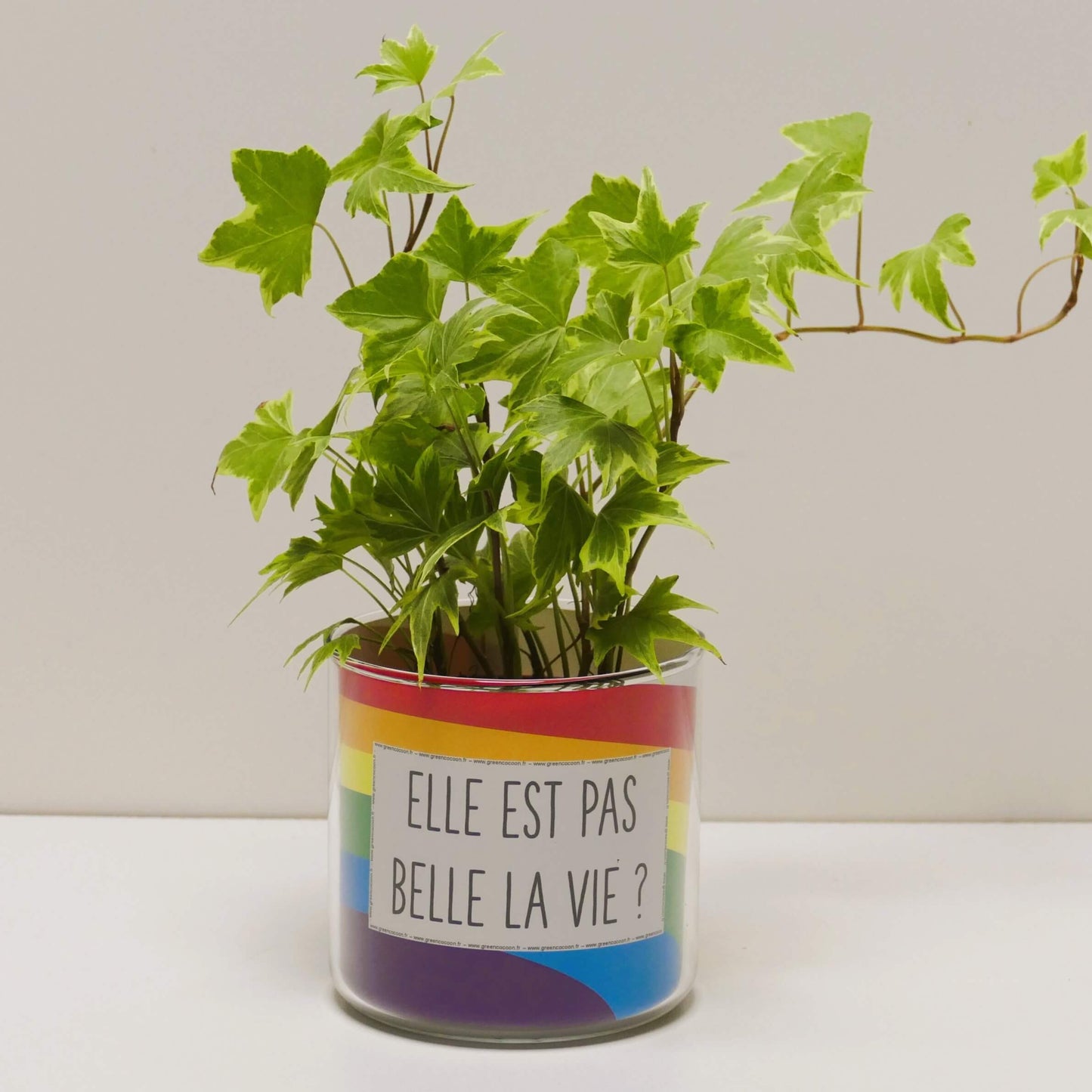 Pot Elle est pas belle la vie et sa plante