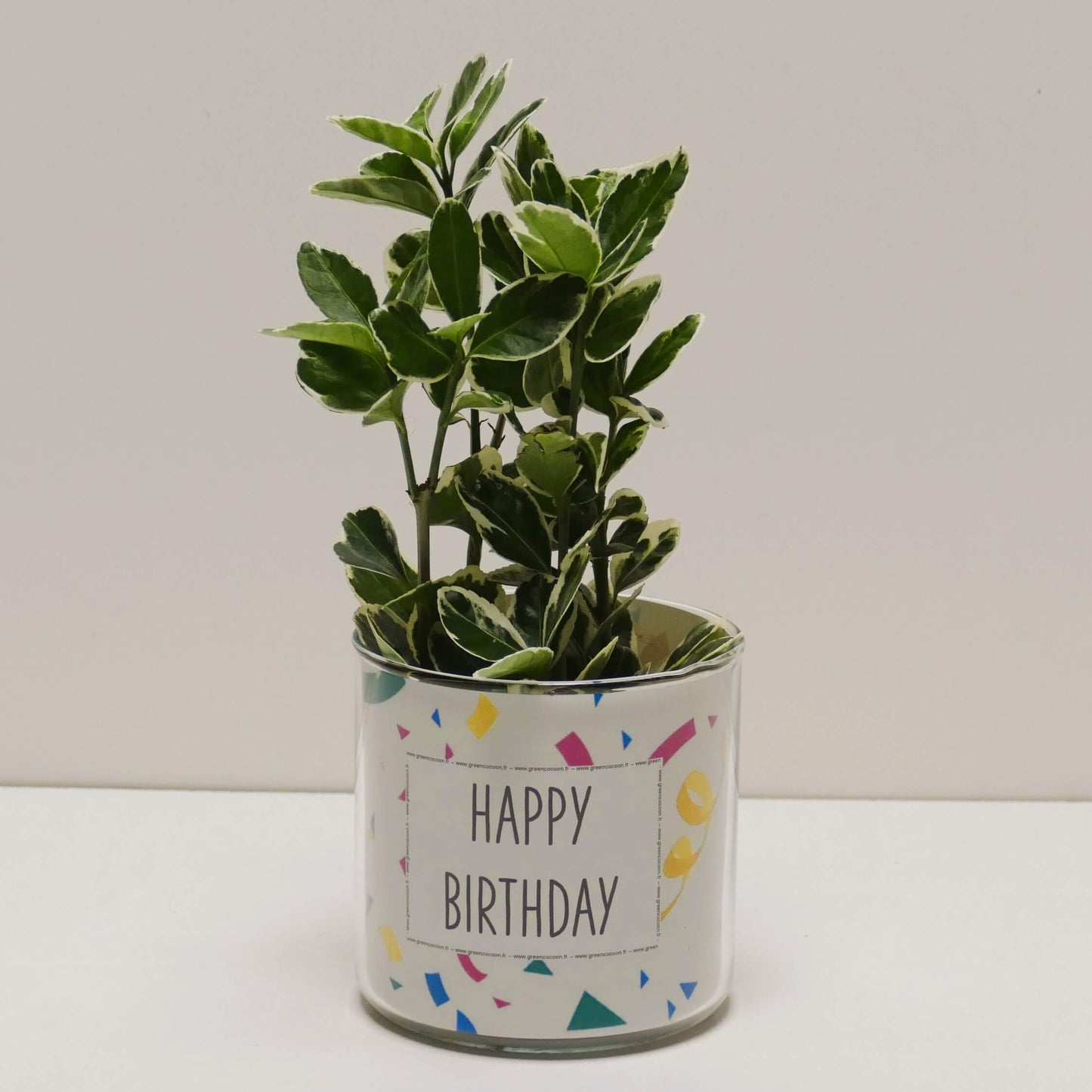 Pot Happy birthday et sa plante