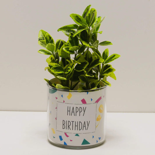 Pot Happy birthday et sa plante