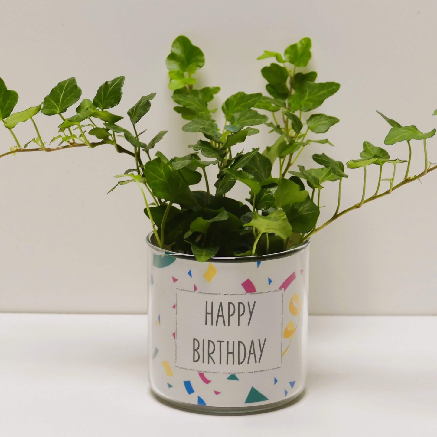 Pot Happy birthday et sa plante