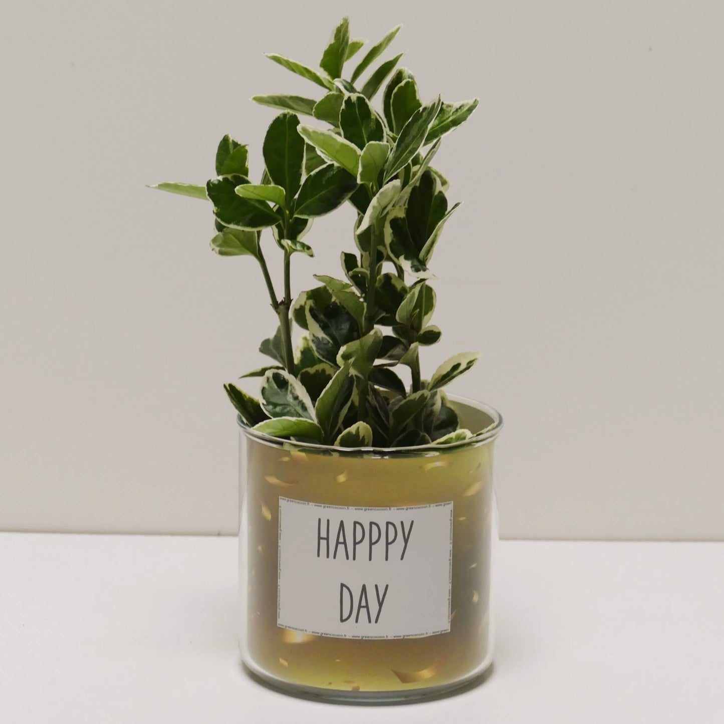 Pot Happy day et sa plante