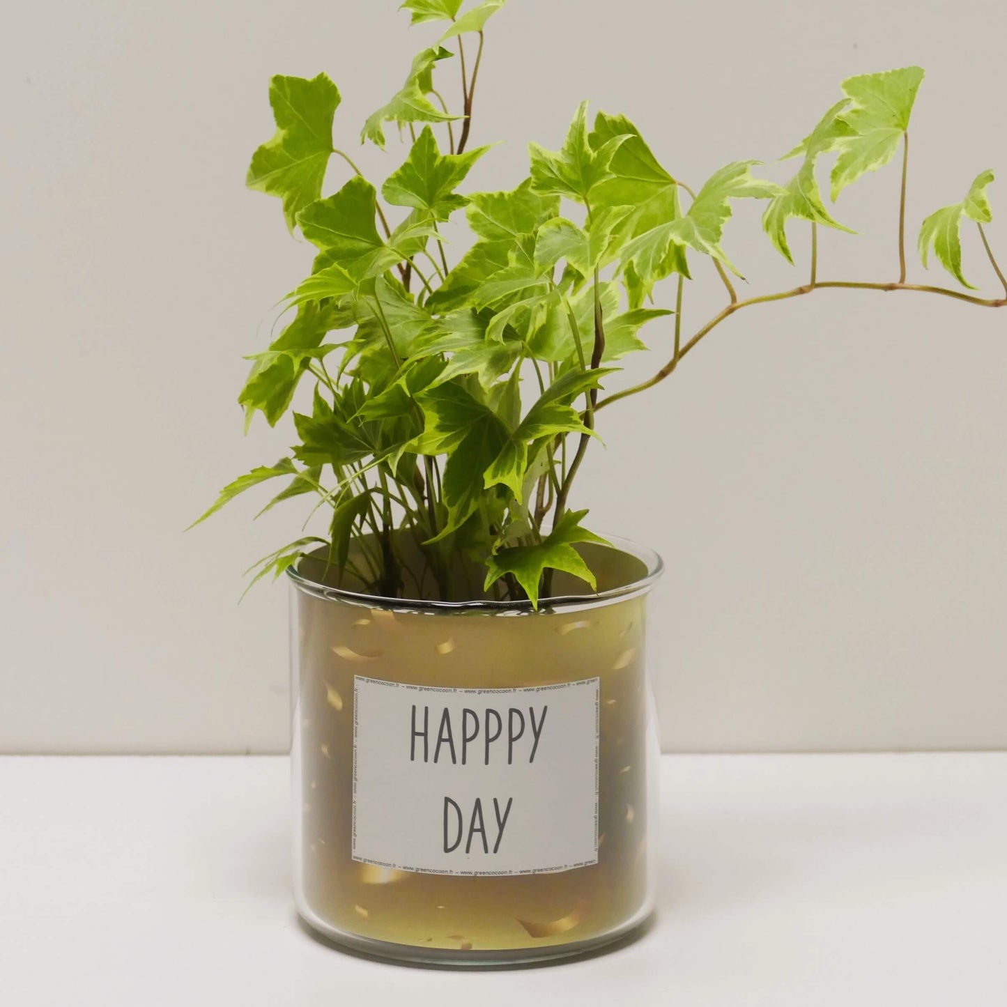Pot Happy day et sa plante