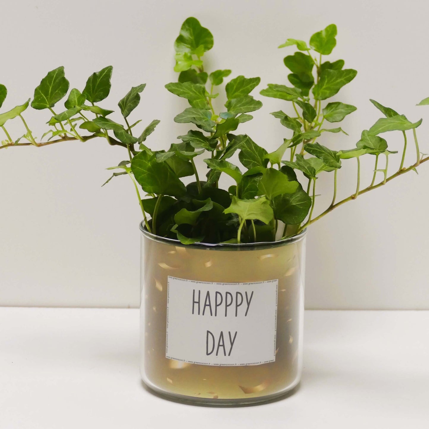 Pot Happy day et sa plante
