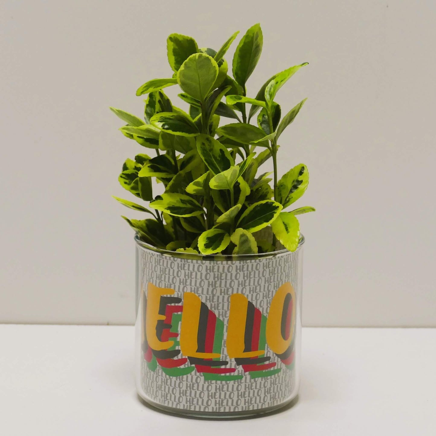 Pot Hello et sa plante