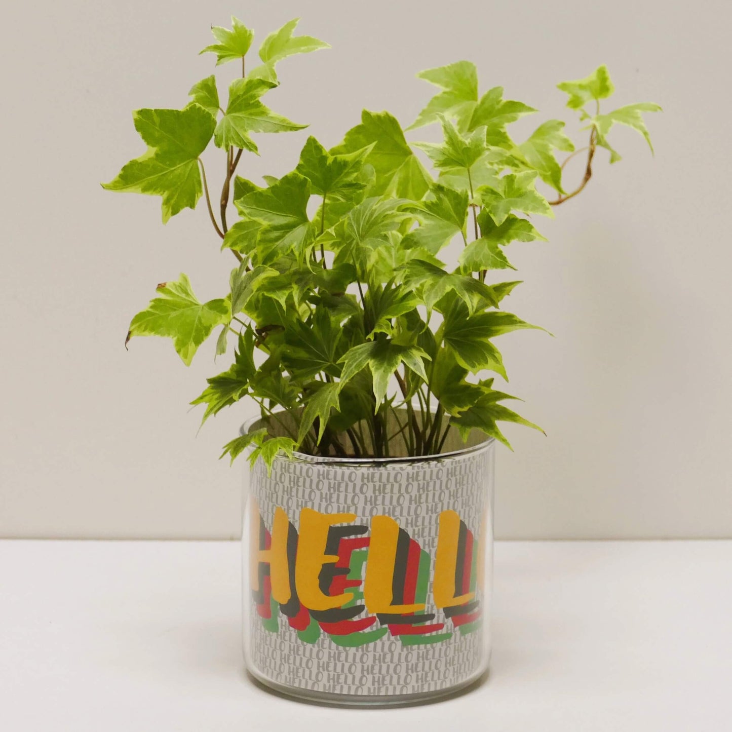 Pot Hello et sa plante