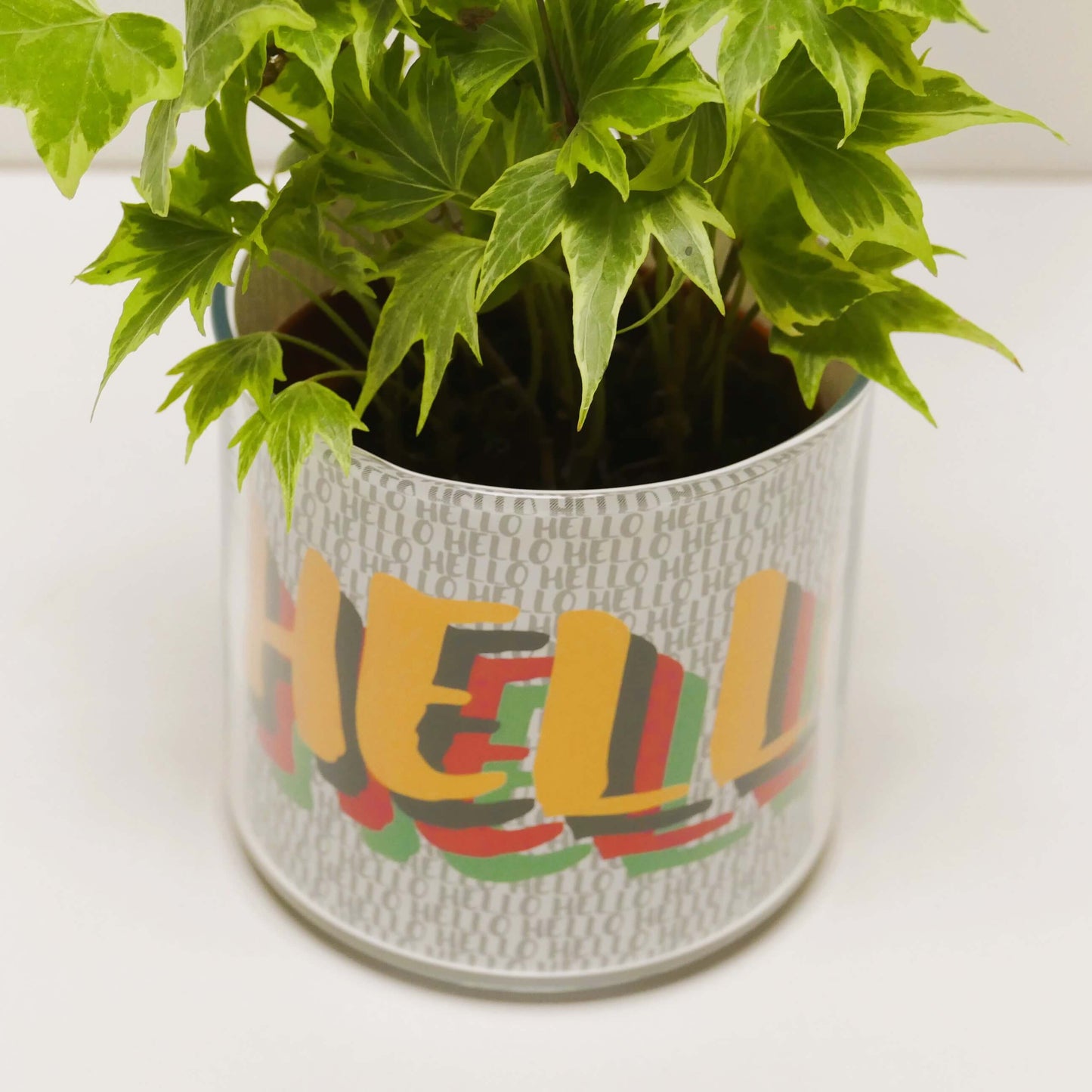 Pot Hello et sa plante