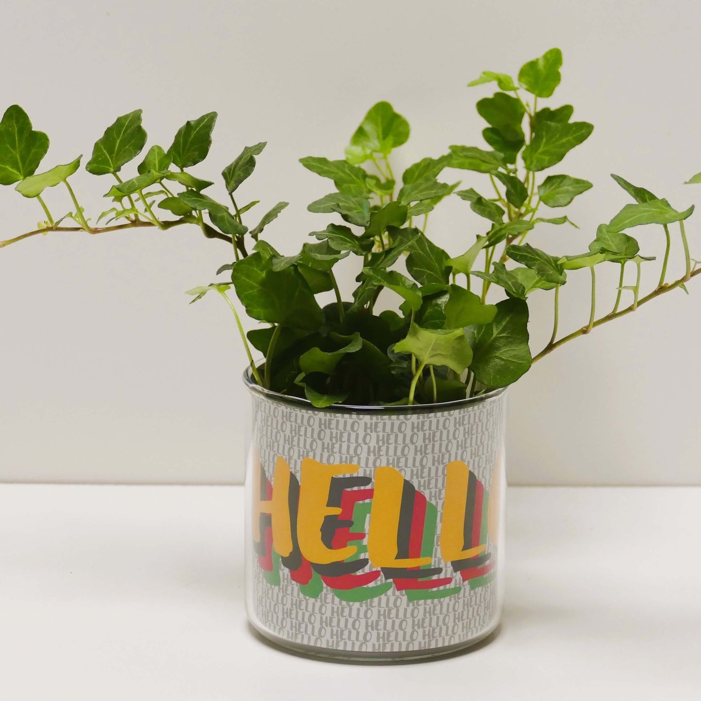 Pot Hello et sa plante