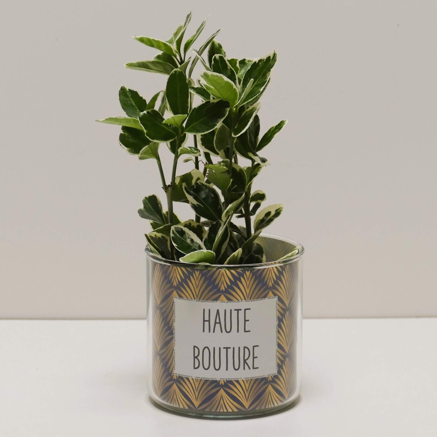 Pot Haute bouture et sa plante