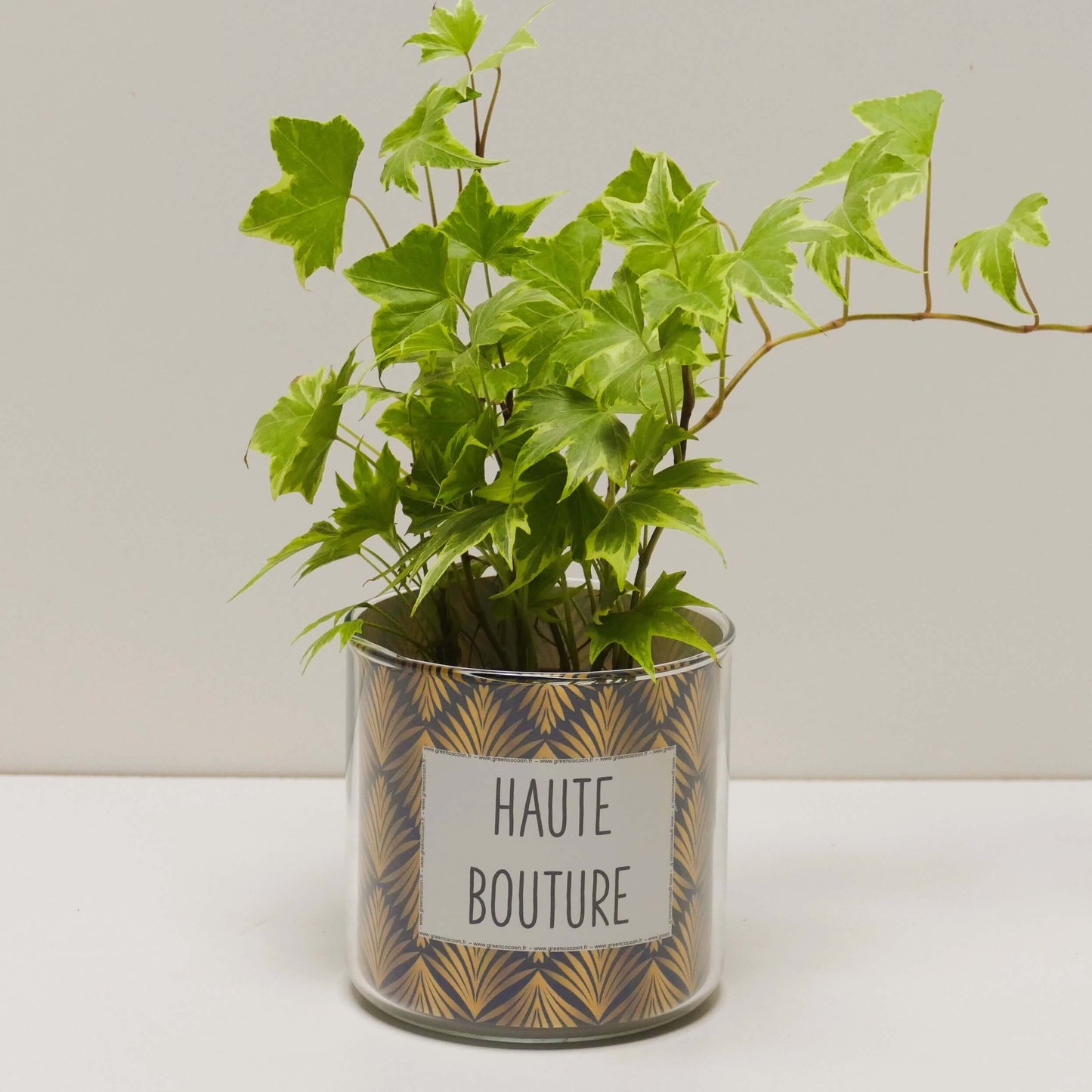 Pot Haute bouture et sa plante