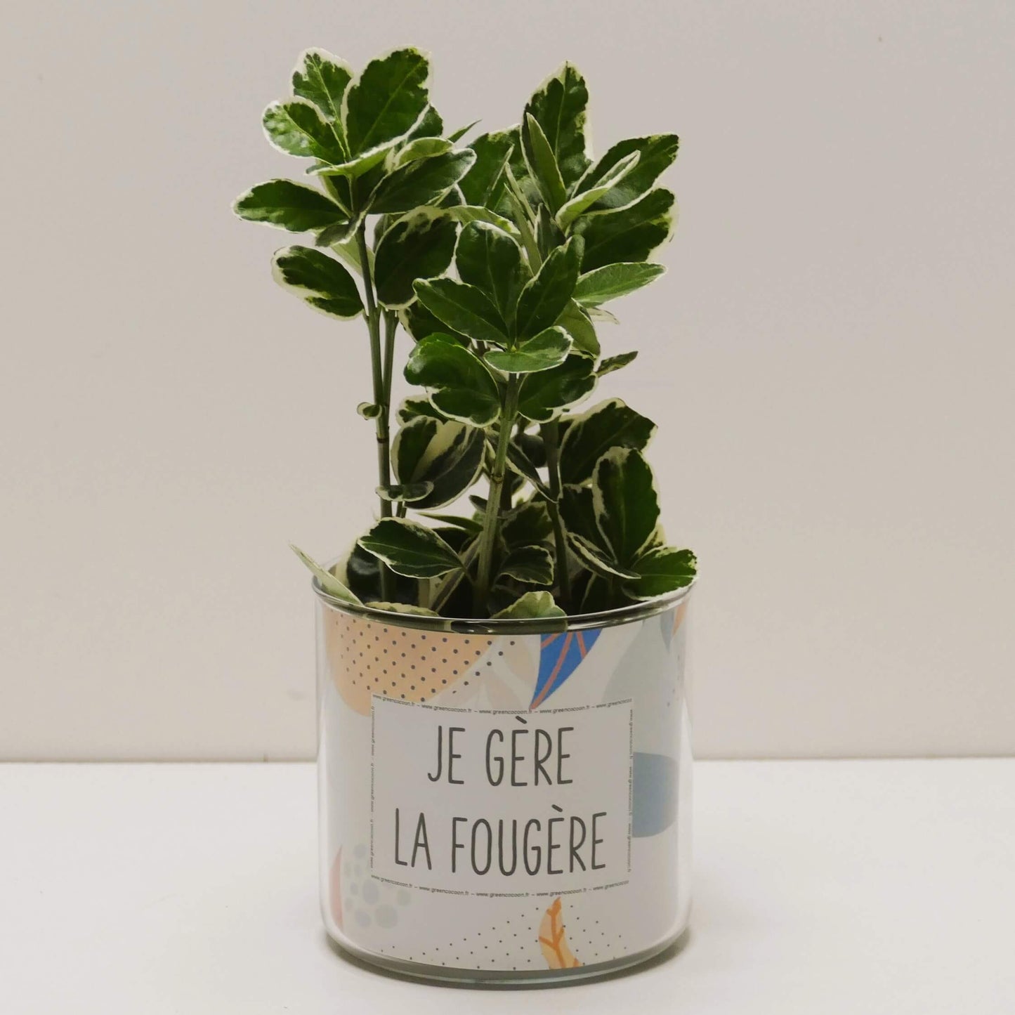 Pot Je gère la fougère et sa plante