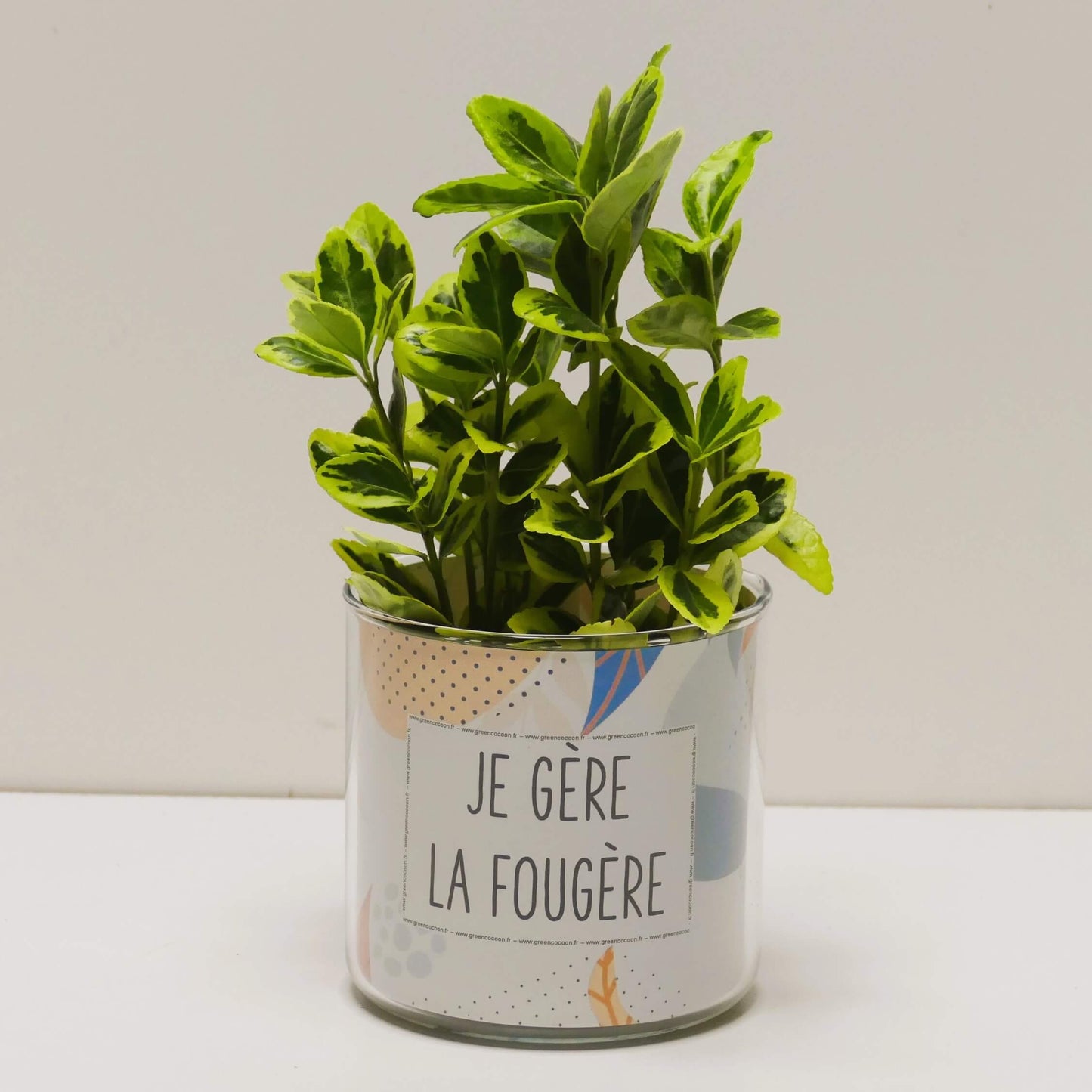 Pot Je gère la fougère et sa plante