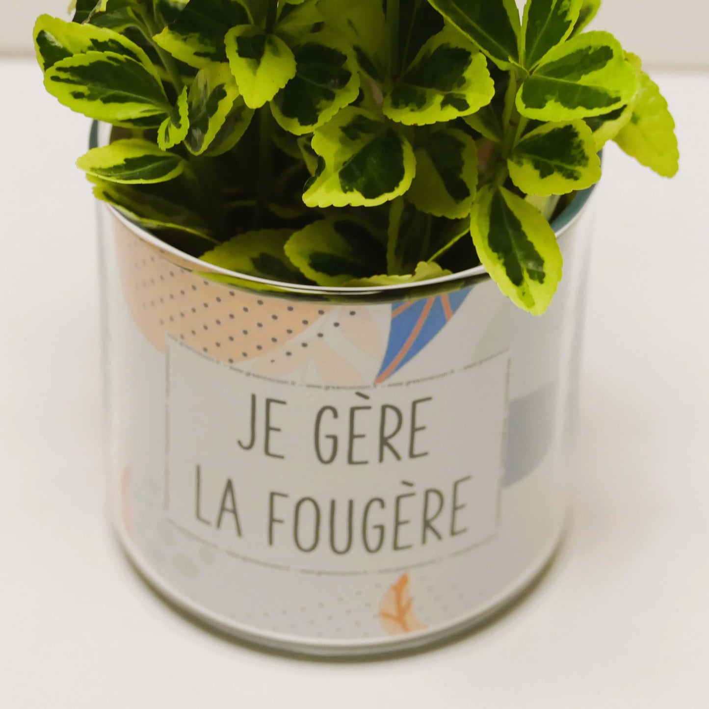 Pot Je gère la fougère et sa plante