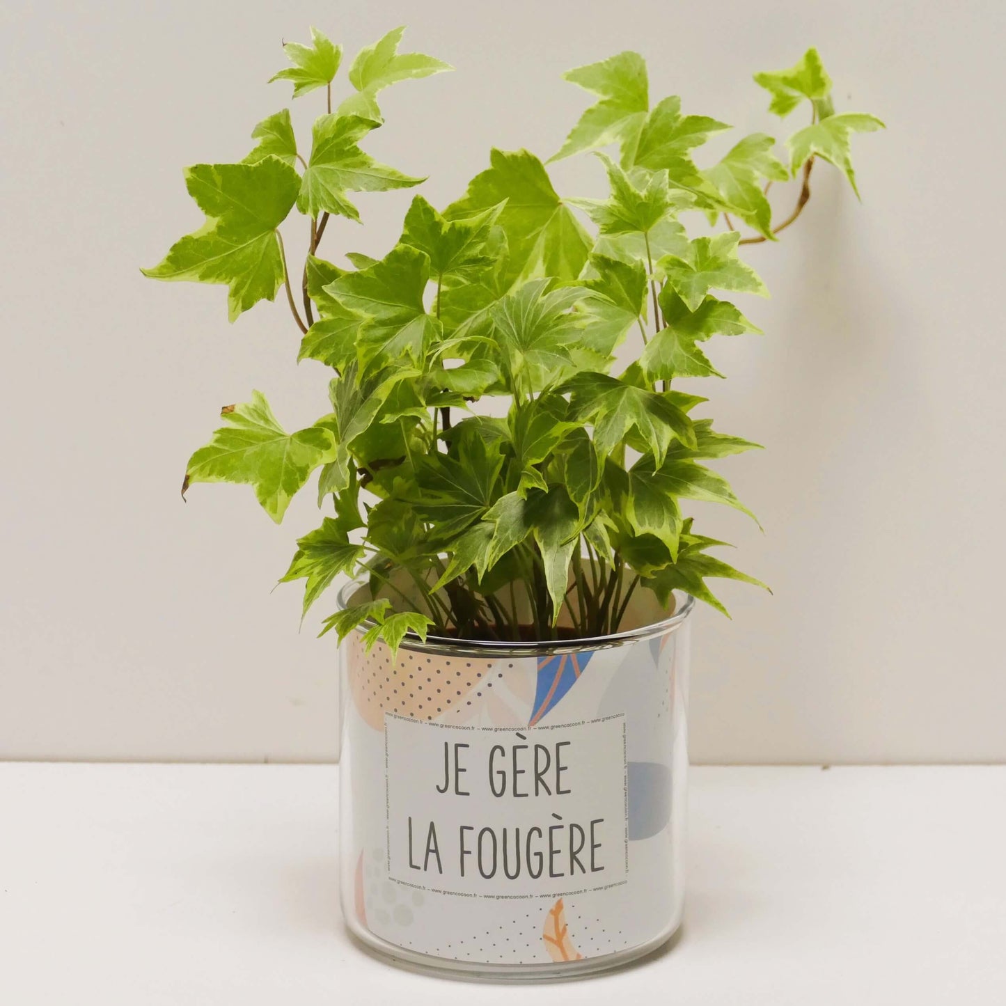 Pot Je gère la fougère et sa plante