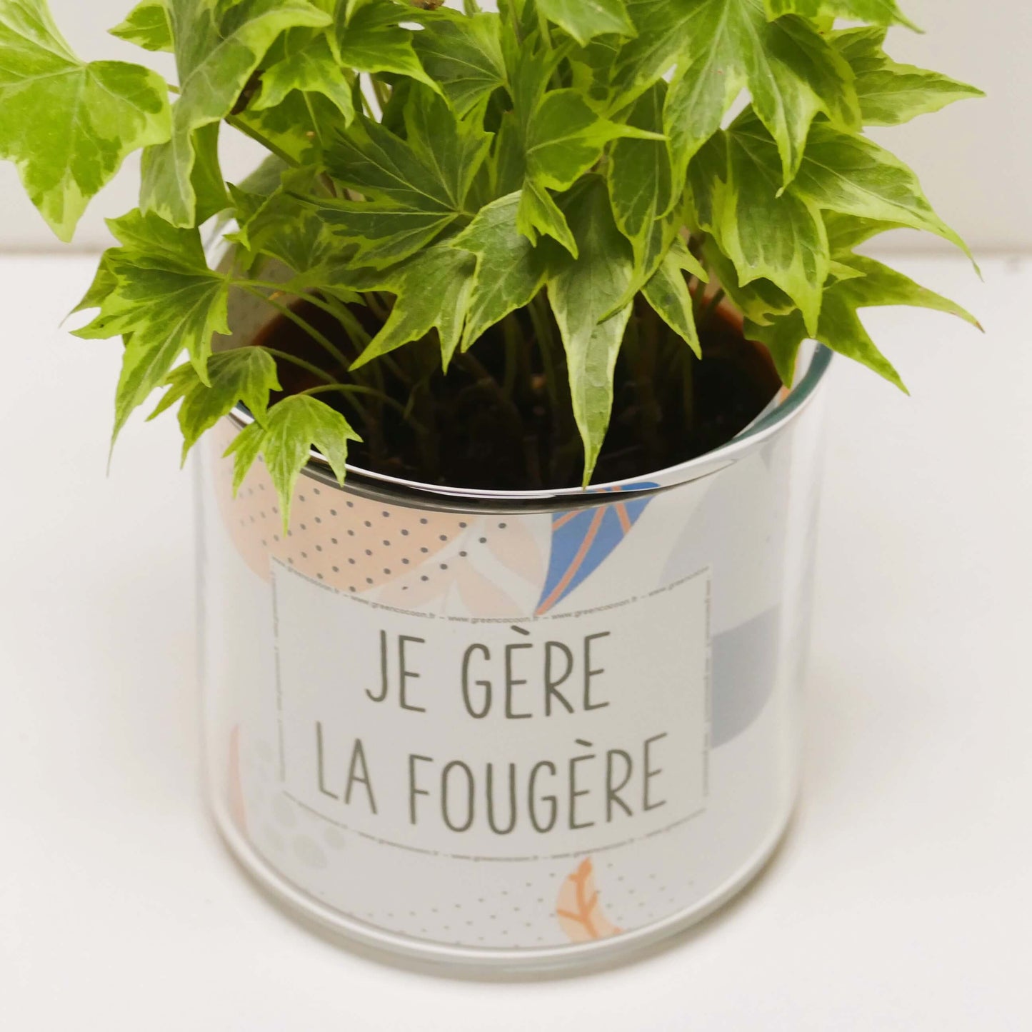 Pot Je gère la fougère et sa plante