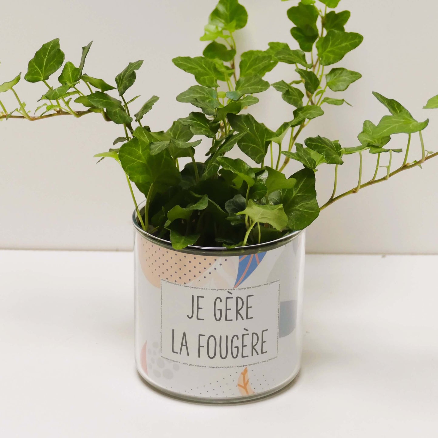 Pot Je gère la fougère et sa plante