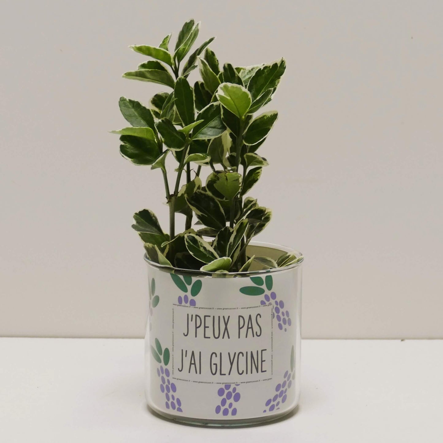 Pot J'peux pas j'ai glycine et sa plante