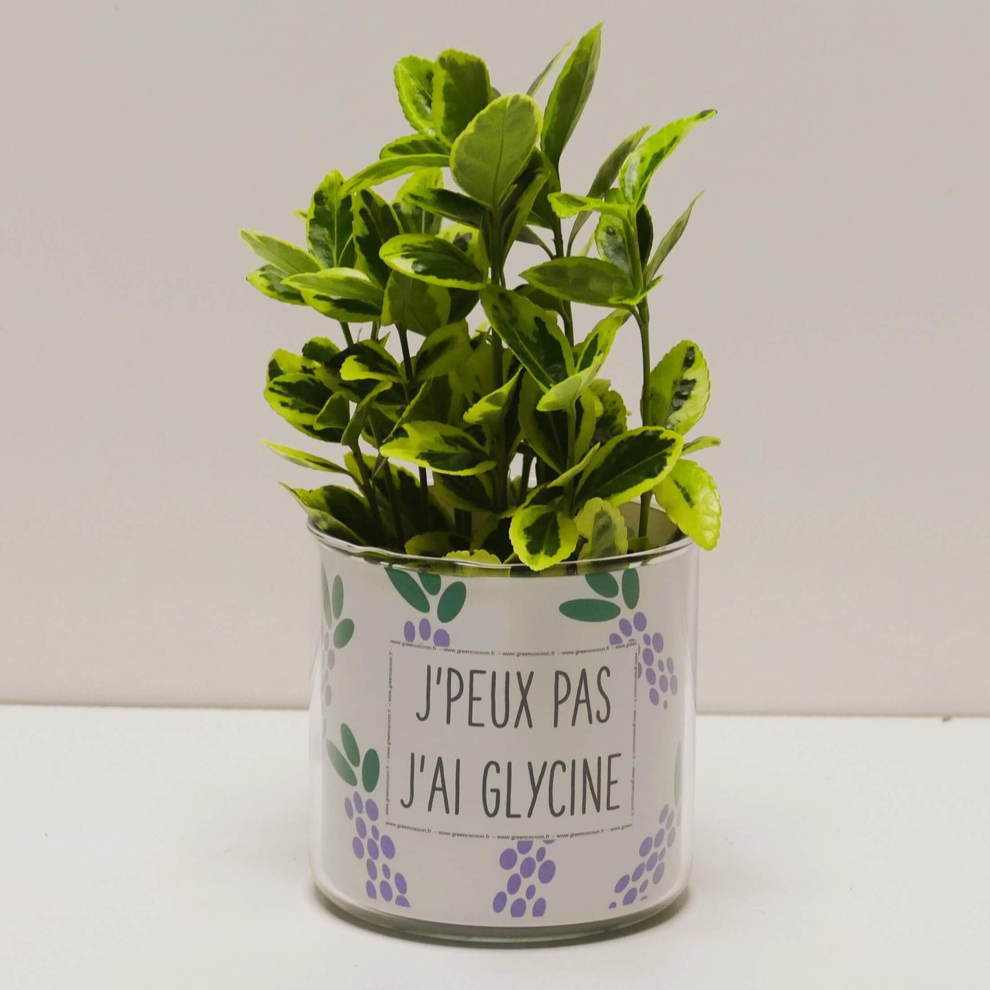 Pot J'peux pas j'ai glycine et sa plante