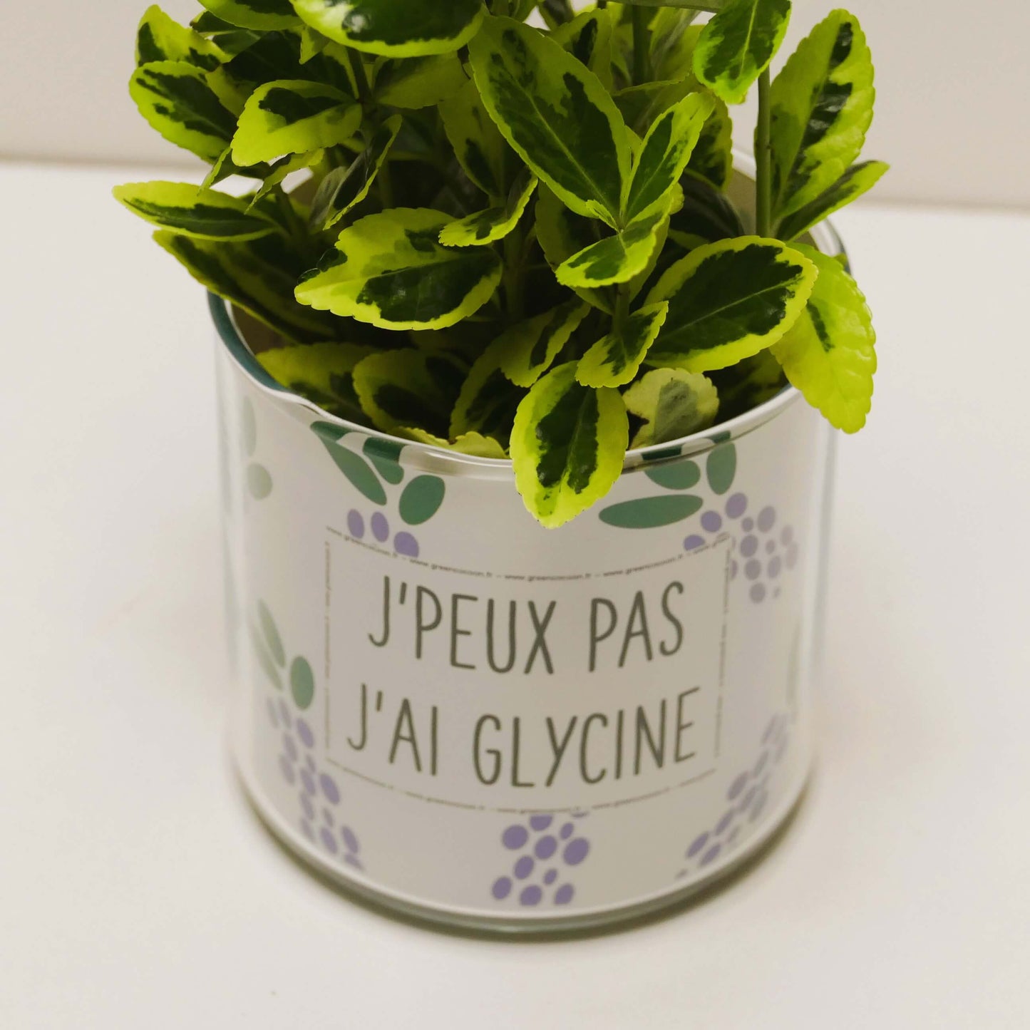 Pot J'peux pas j'ai glycine et sa plante