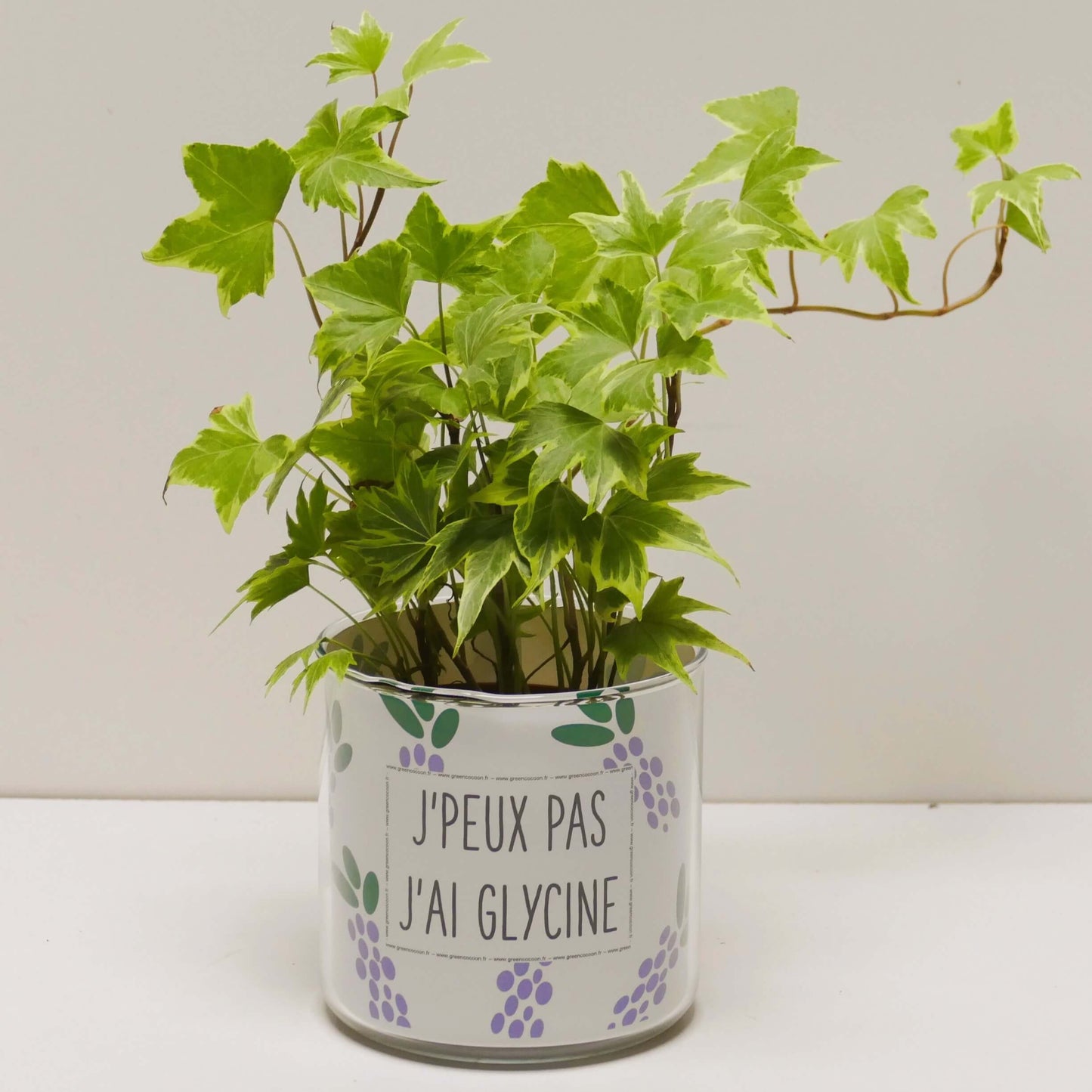 Pot J'peux pas j'ai glycine et sa plante
