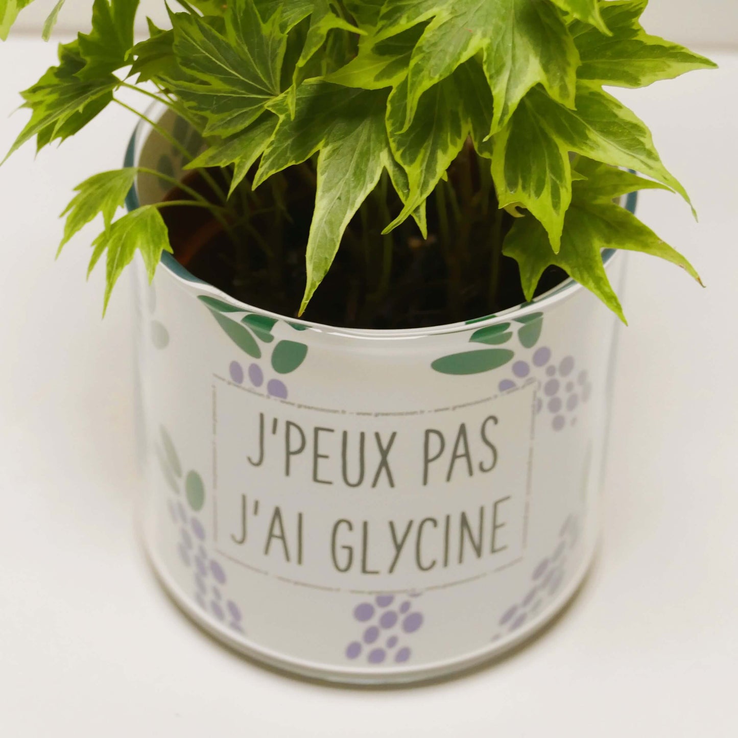 Pot J'peux pas j'ai glycine et sa plante