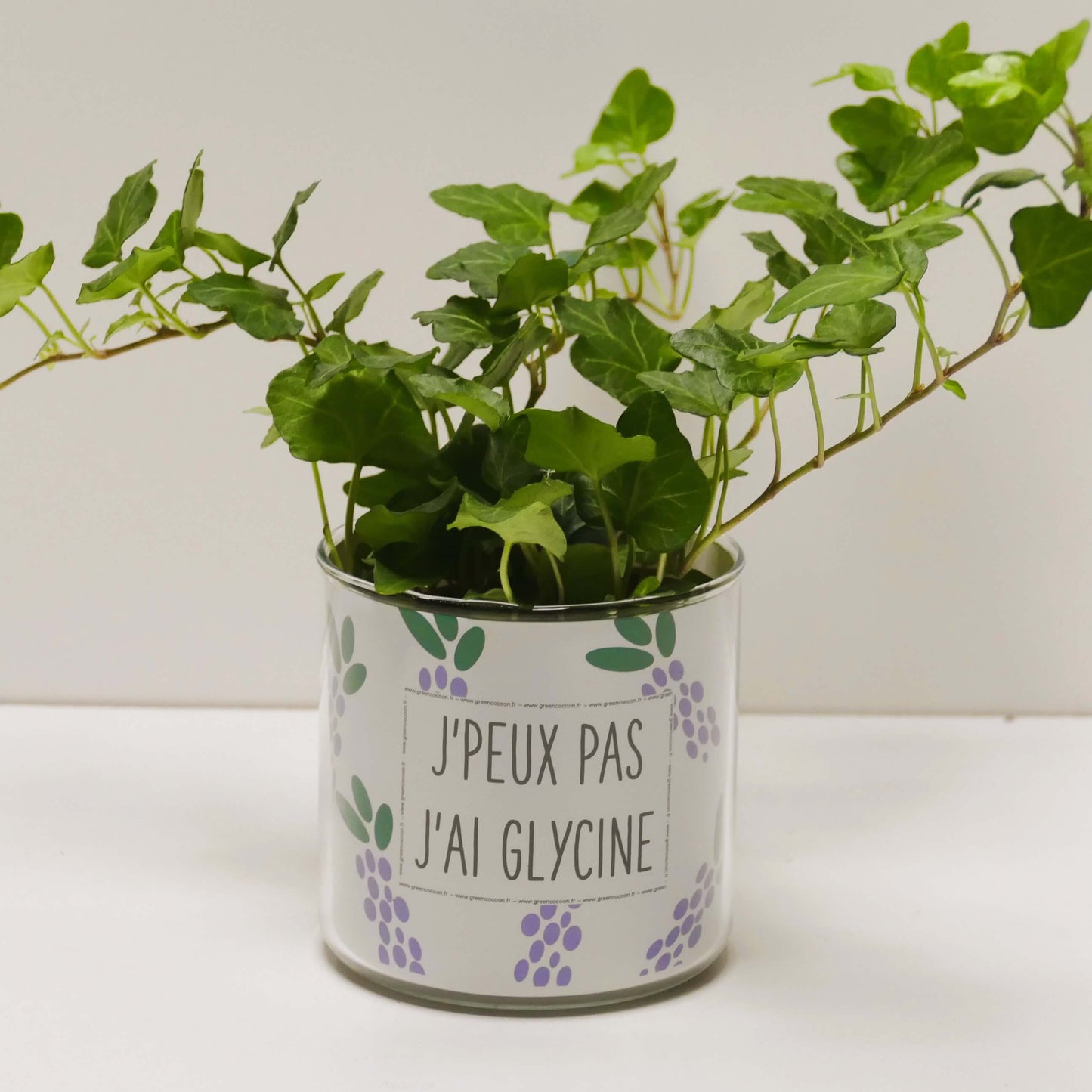 Pot J'peux pas j'ai glycine et sa plante