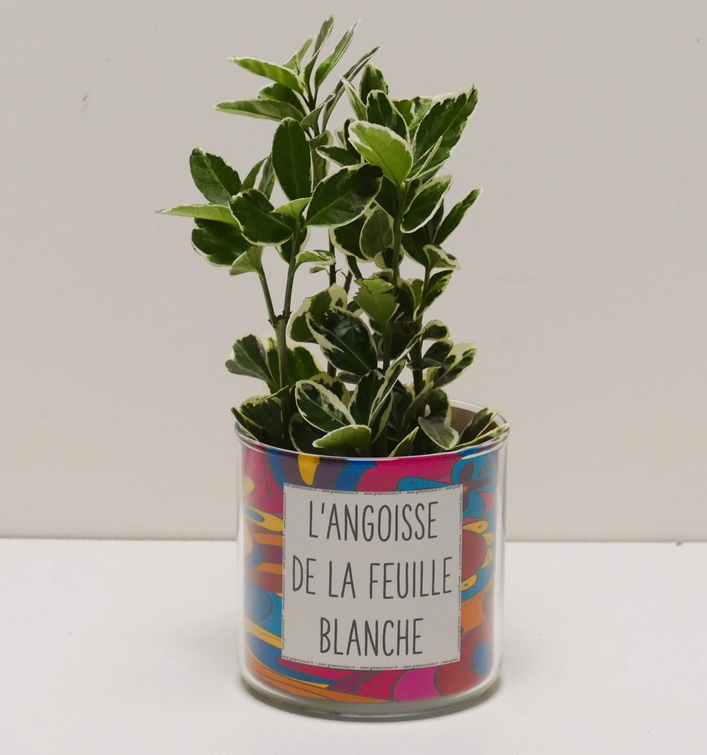 Pot L'angoisse de la feuille blanche et sa plante