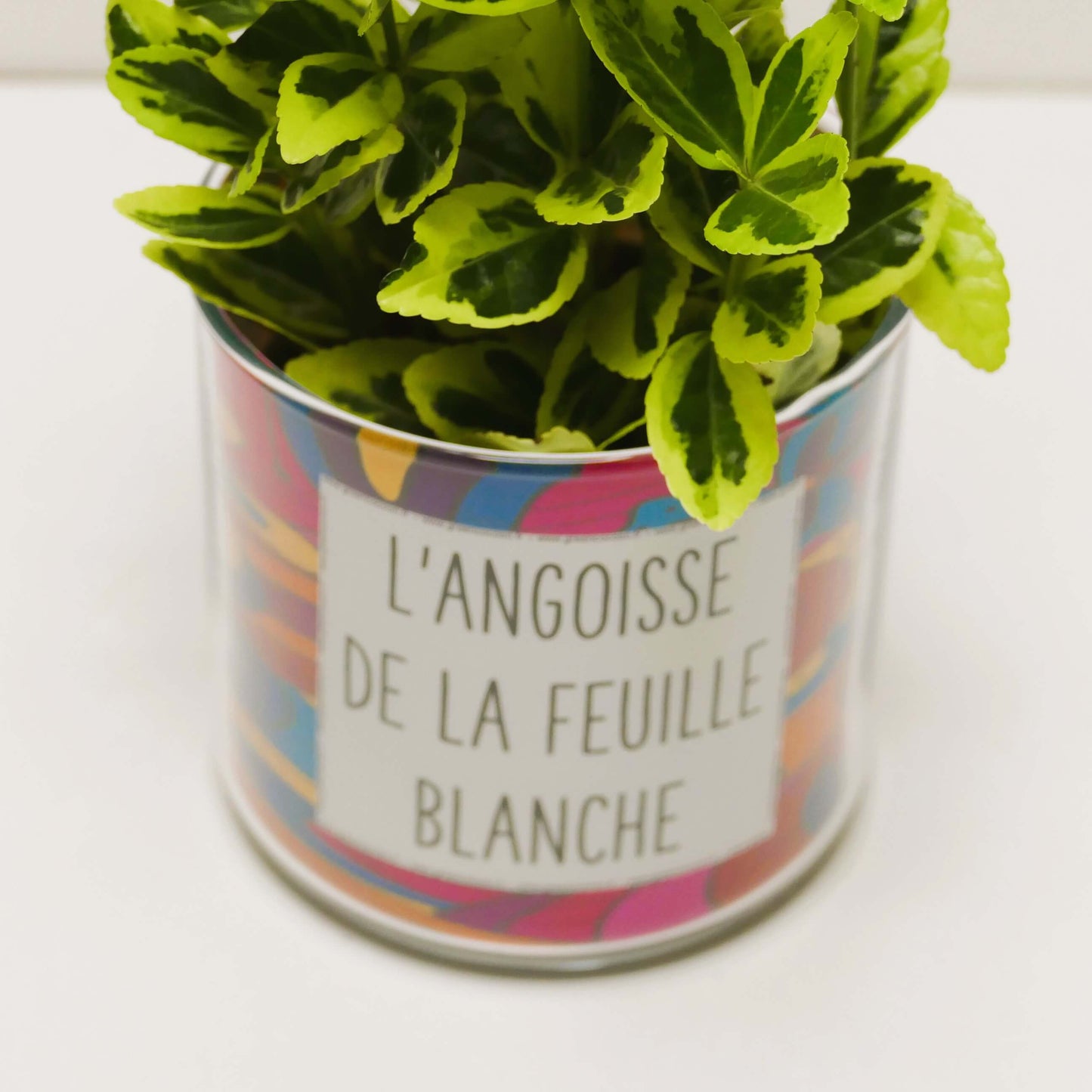 Pot L'angoisse de la feuille blanche et sa plante