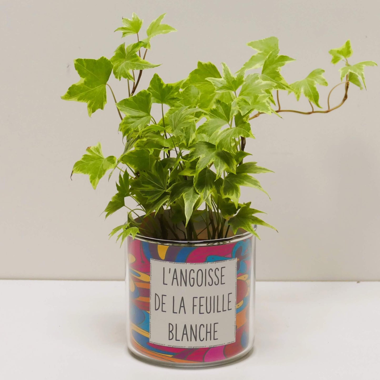 Pot L'angoisse de la feuille blanche et sa plante