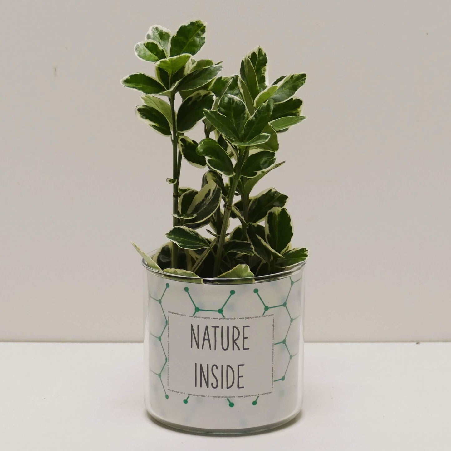 Pot Nature inside et sa plante