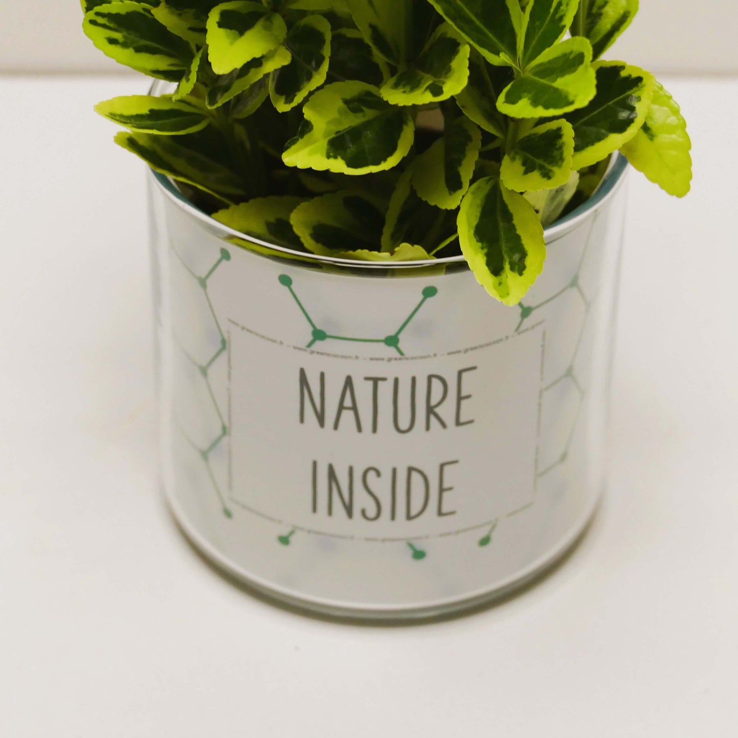 Pot Nature inside et sa plante