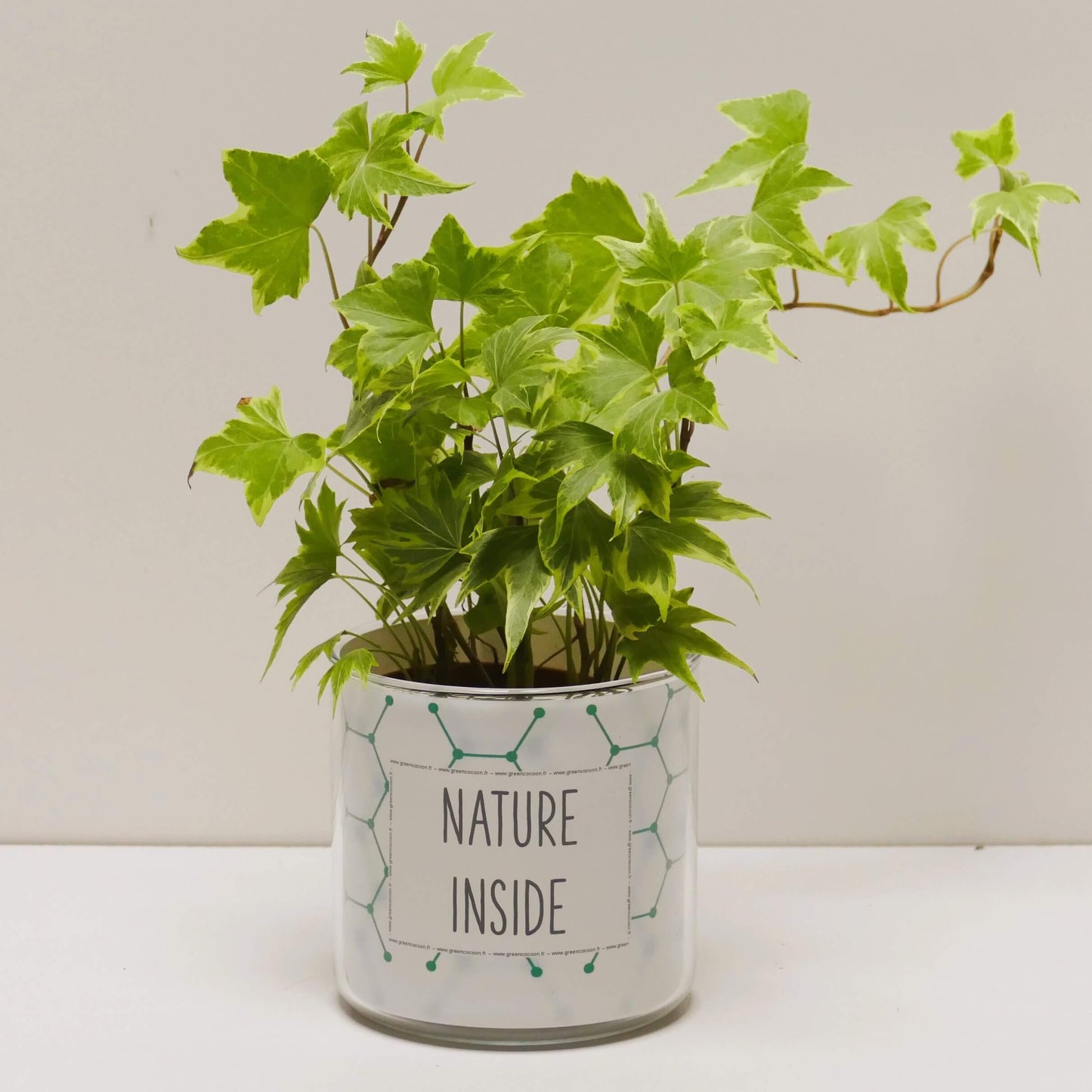 Pot Nature inside et sa plante