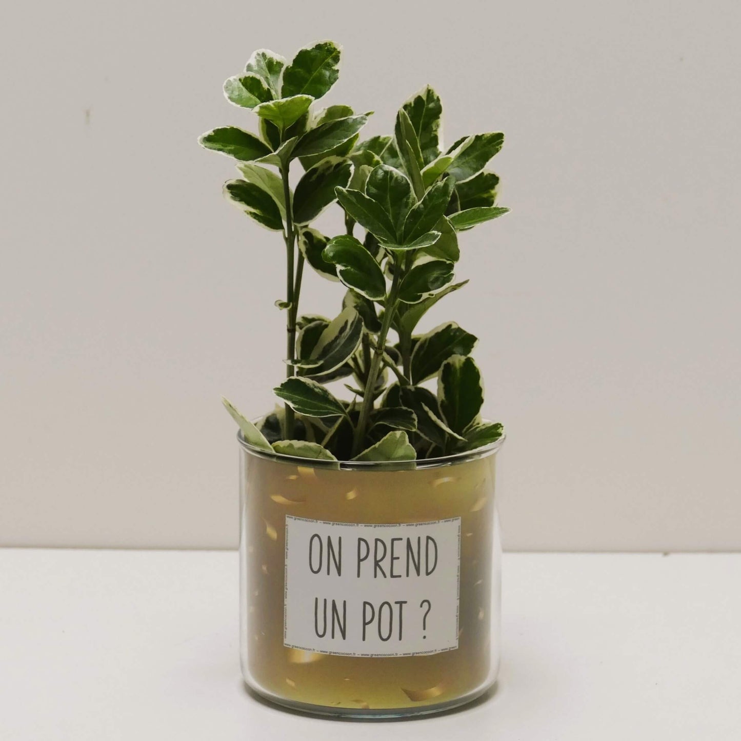 Pot On prend un pot et sa plante