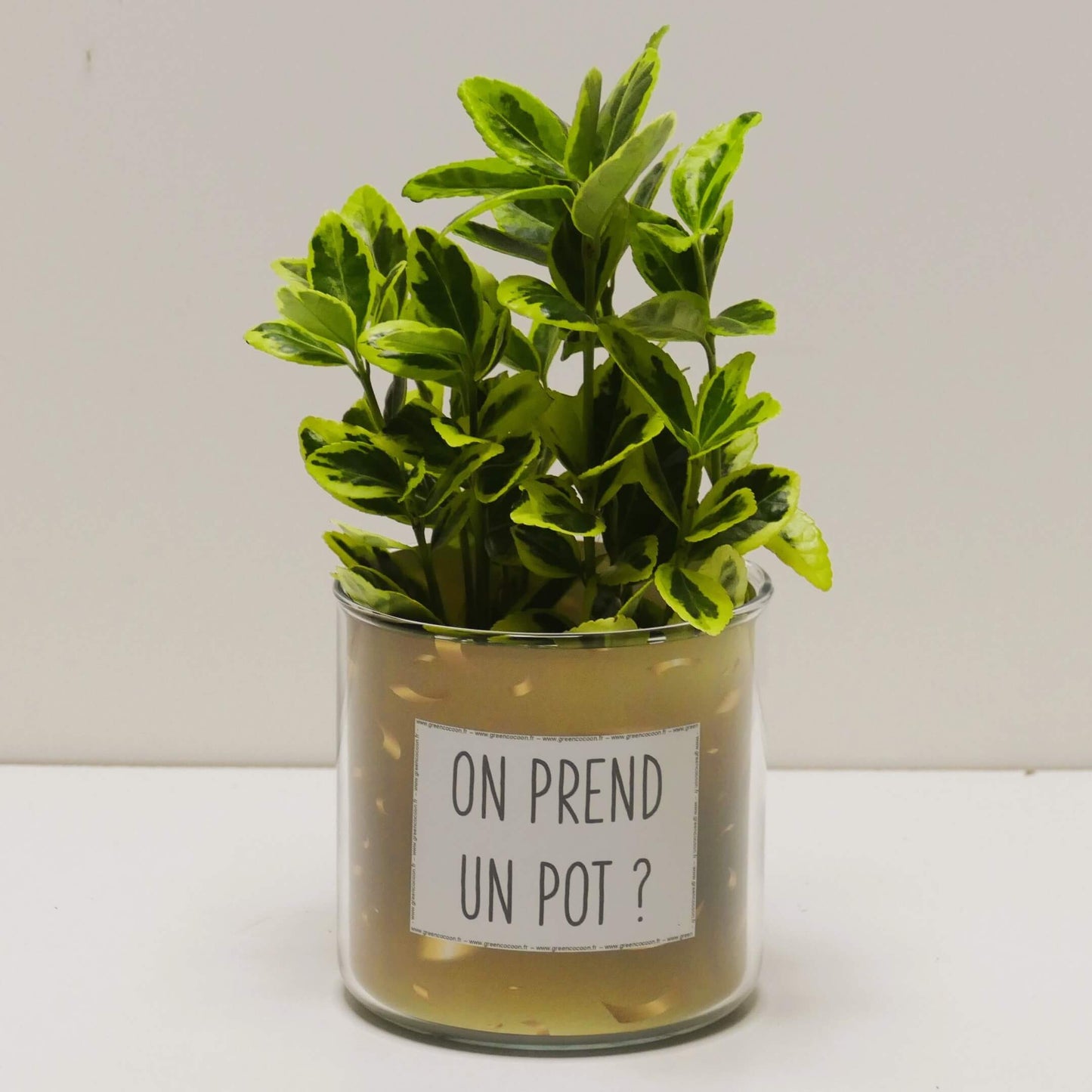 Pot On prend un pot et sa plante
