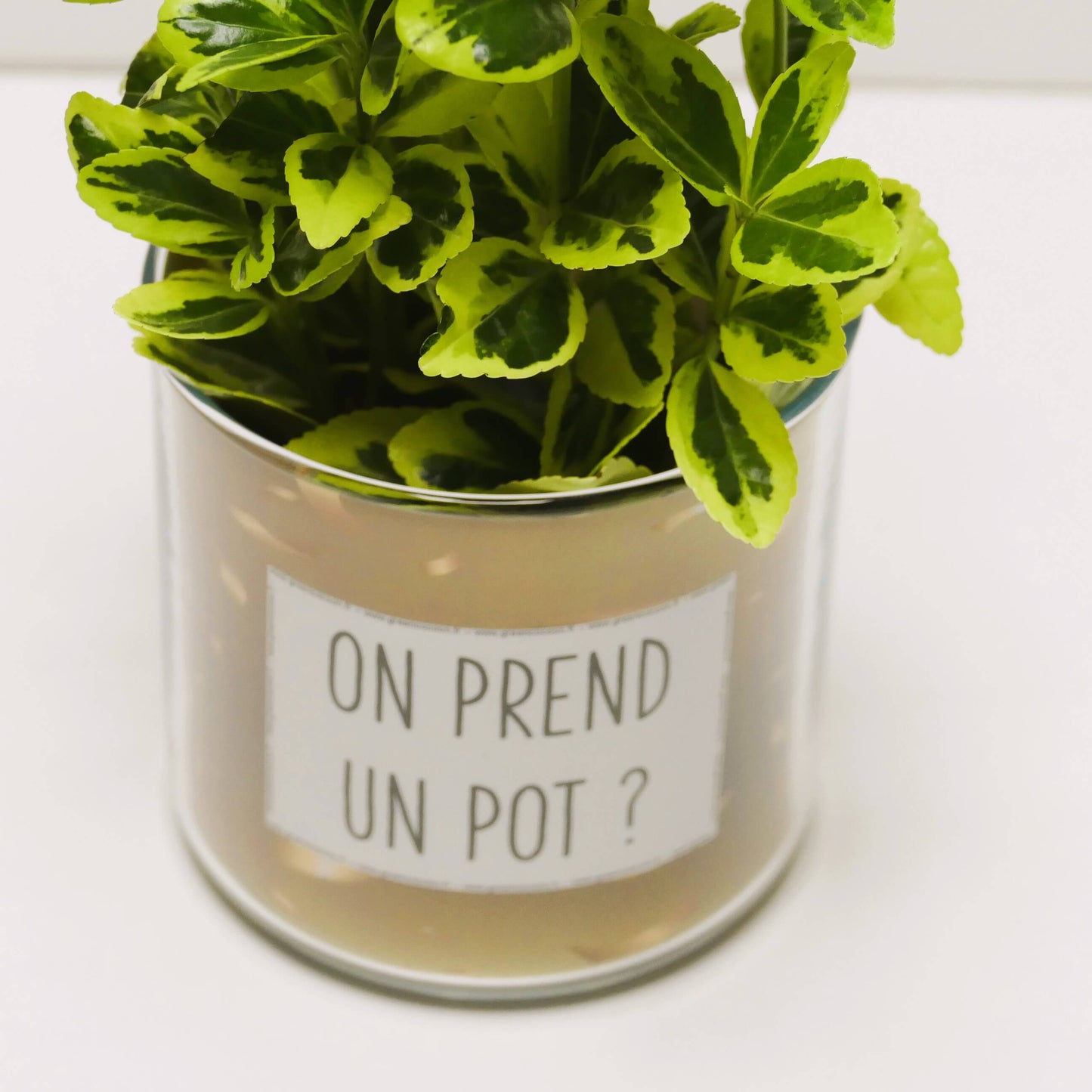 Pot On prend un pot et sa plante