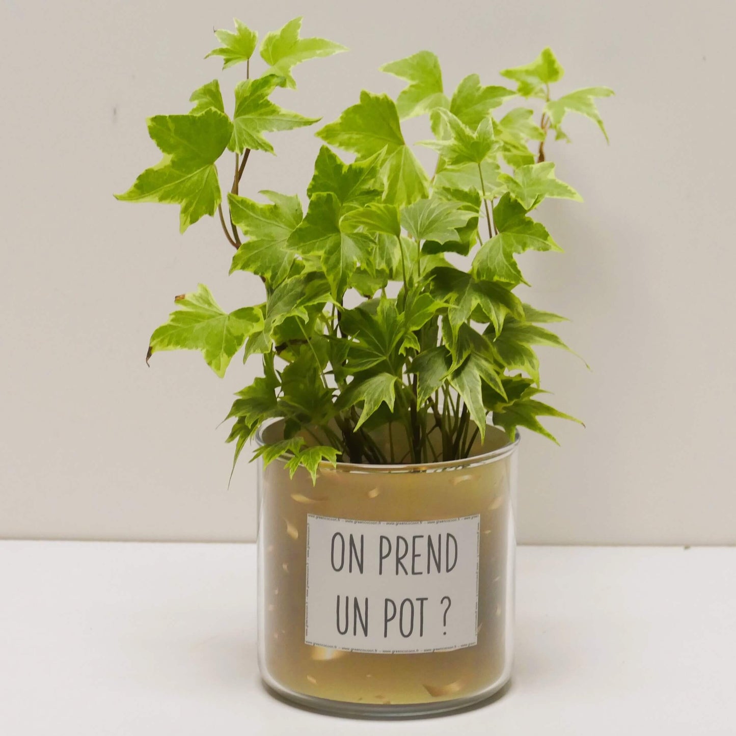 Pot On prend un pot et sa plante