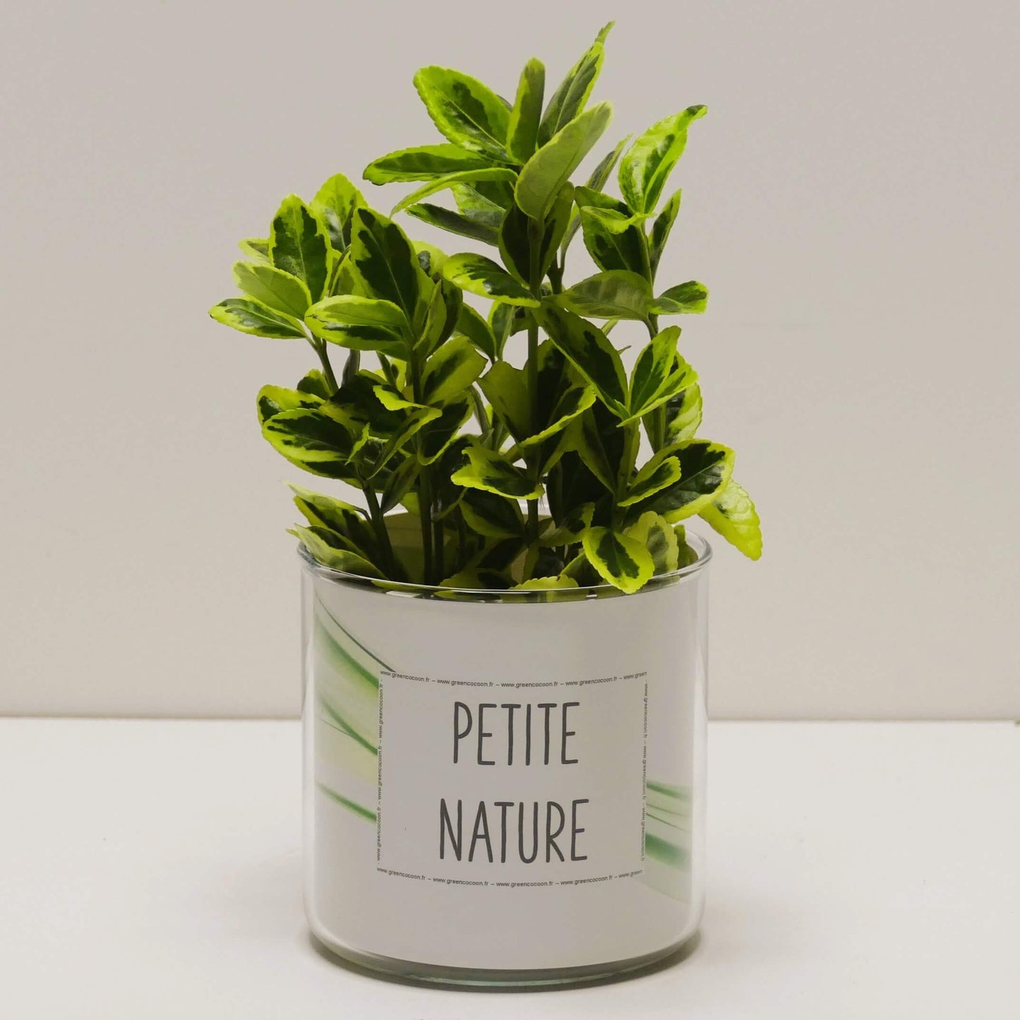 Pot Petite nature et sa plante