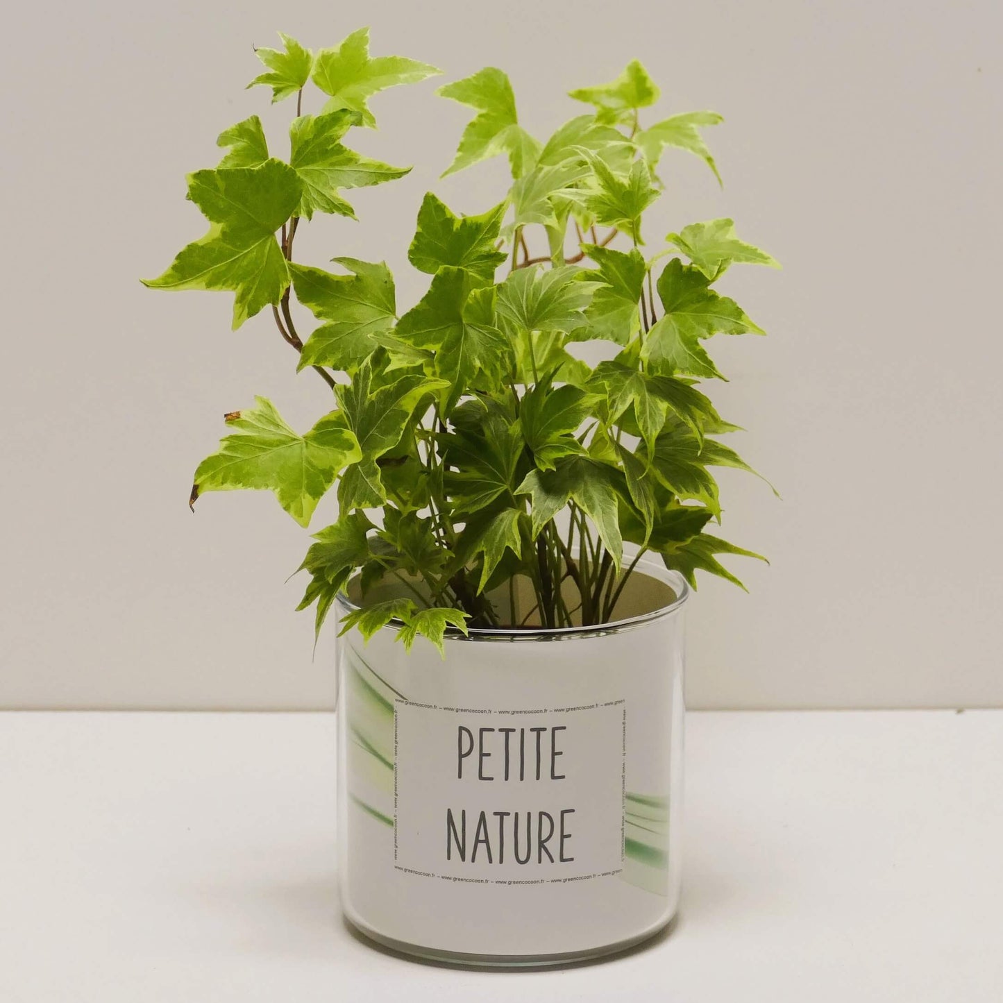 Pot Petite nature et sa plante