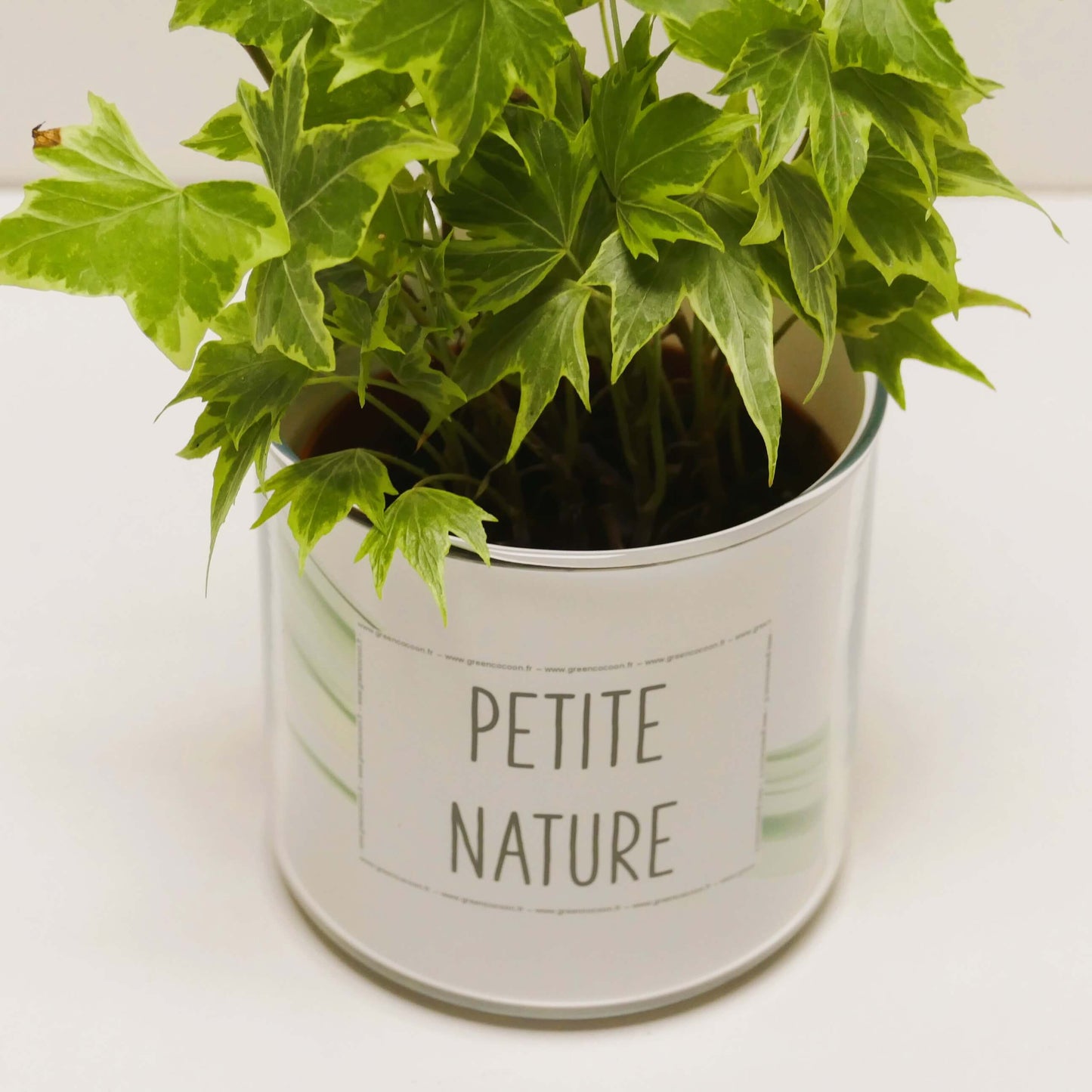 Pot Petite nature et sa plante