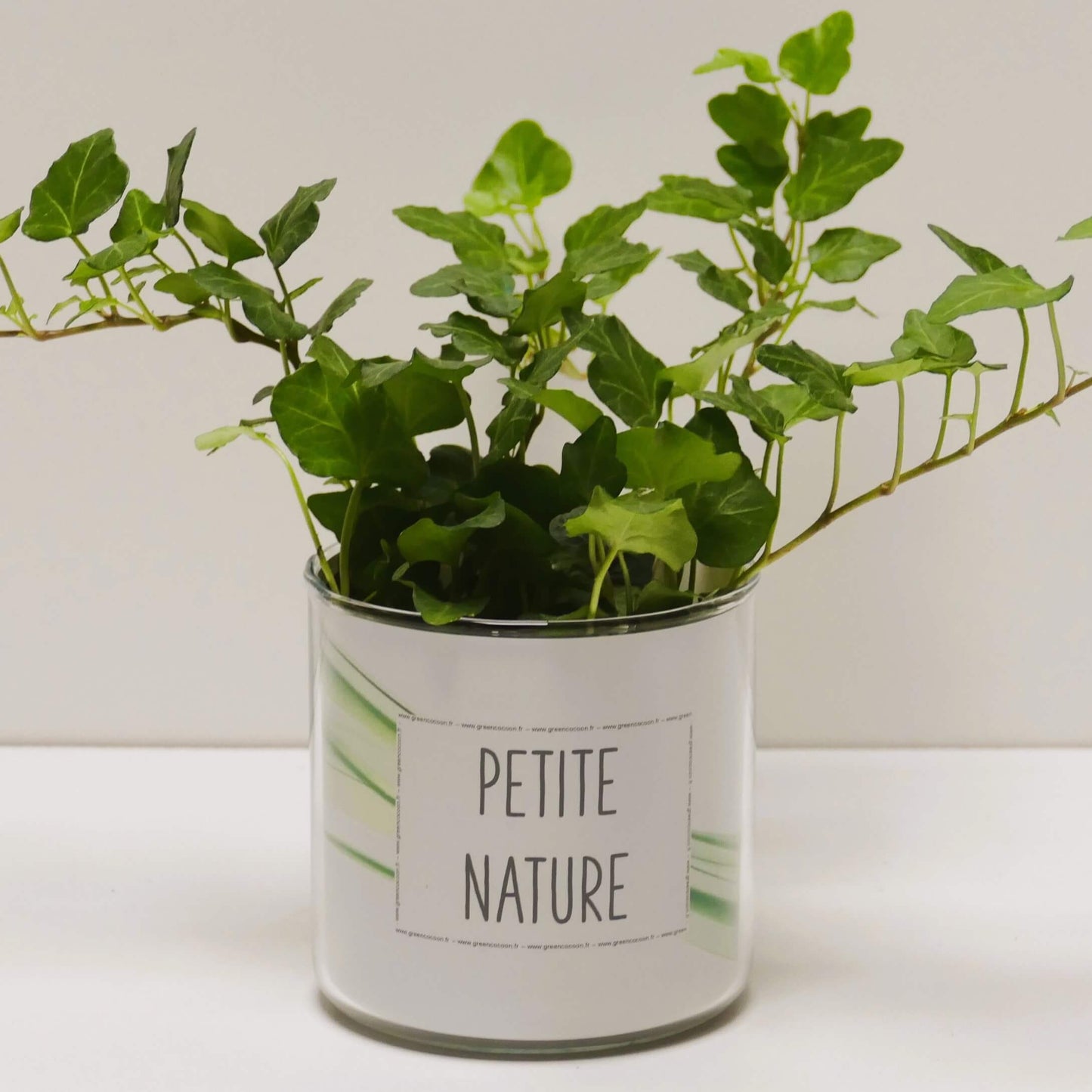 Pot Petite nature et sa plante