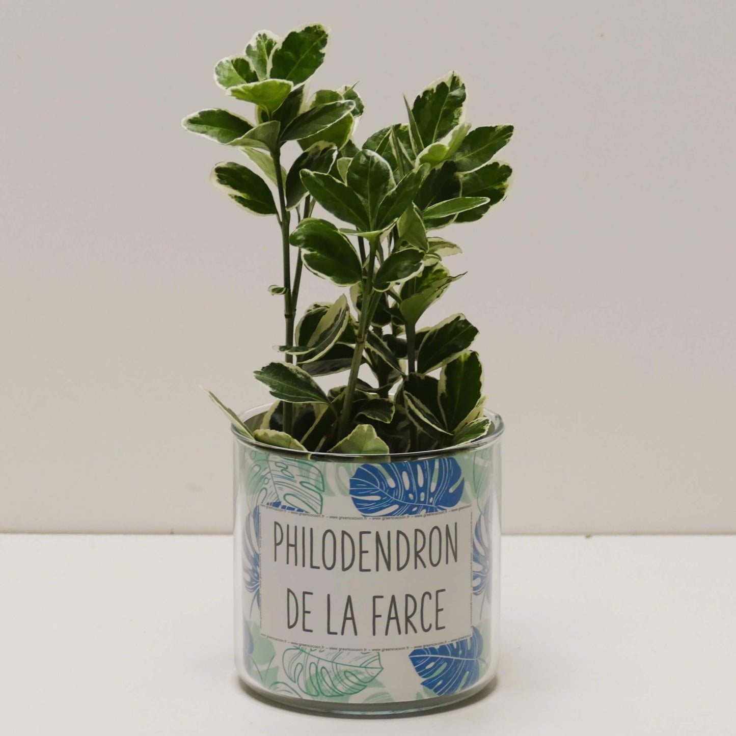 Pot Philodendron de la farce et sa plante