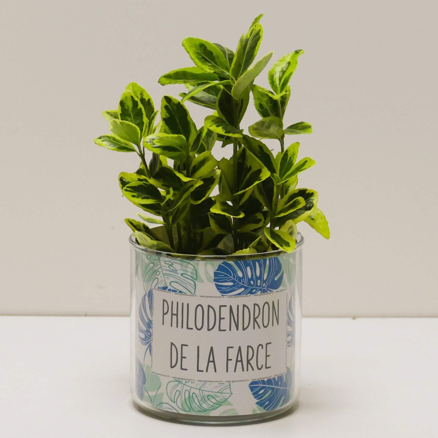 Pot Philodendron de la farce et sa plante