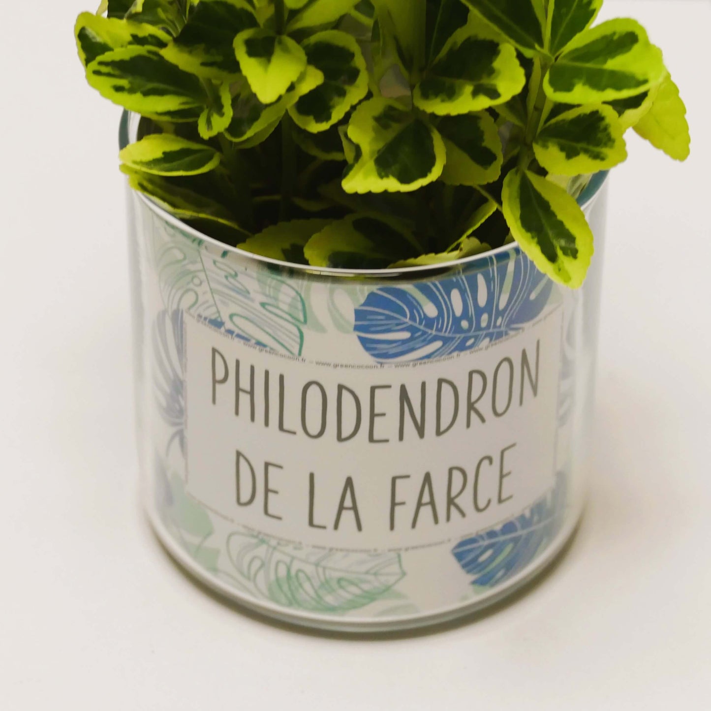 Pot Philodendron de la farce et sa plante